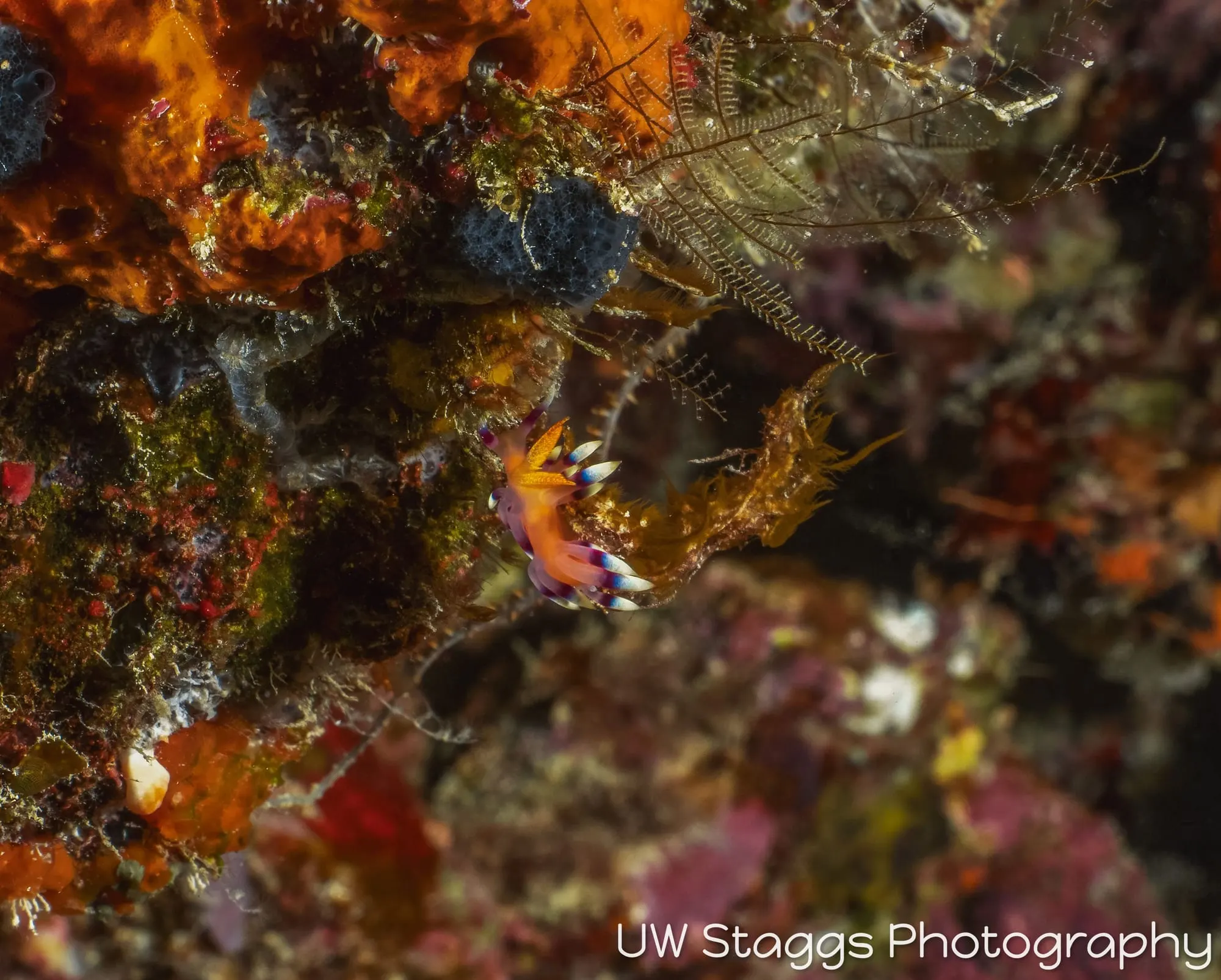 Reef Scene — Taveuni, Fiji