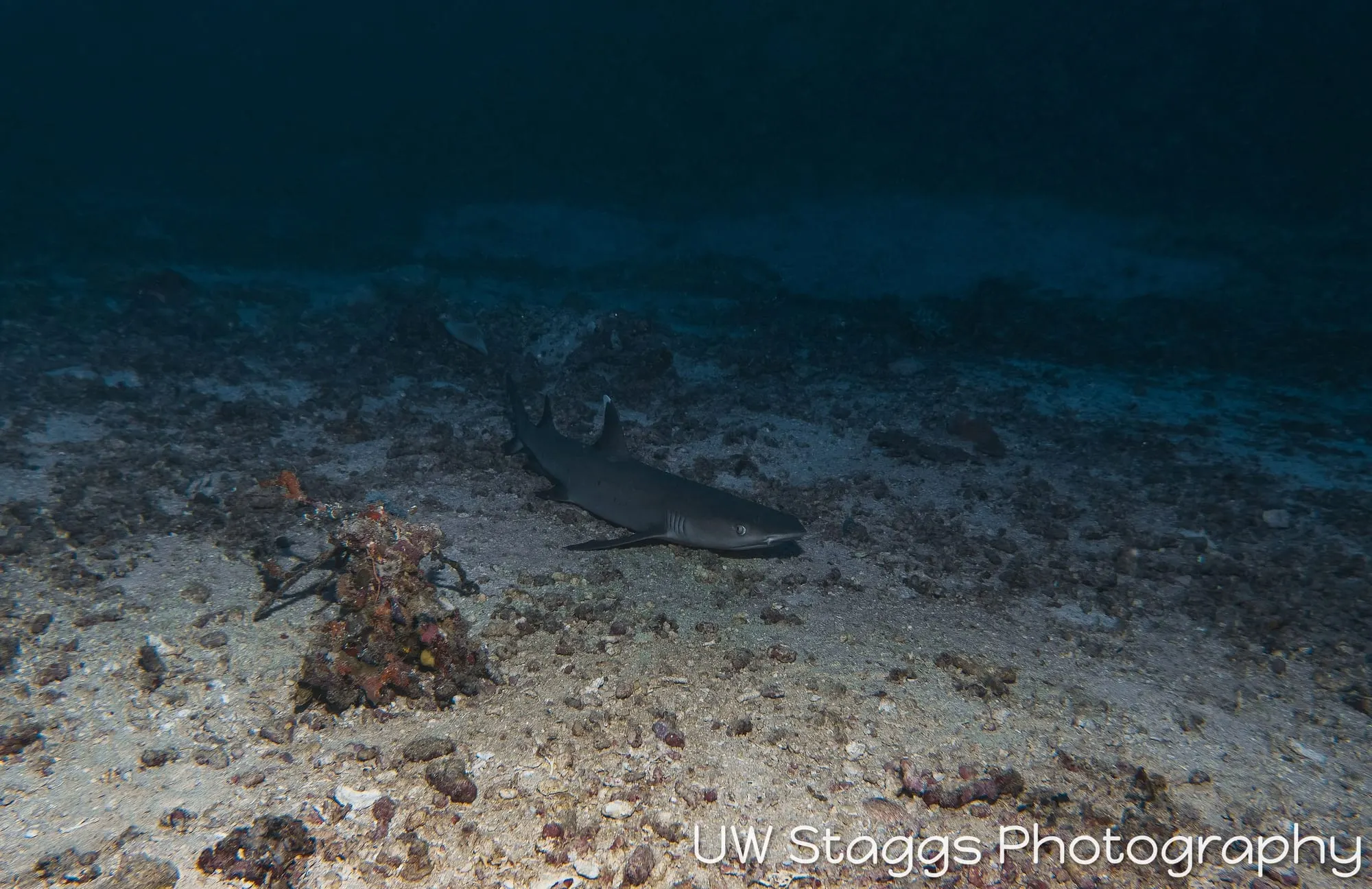 Reef Scene — Taveuni, Fiji