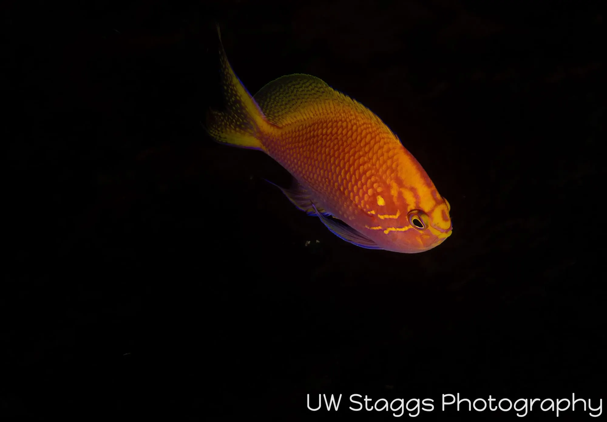 Reef Scene — Taveuni, Fiji
