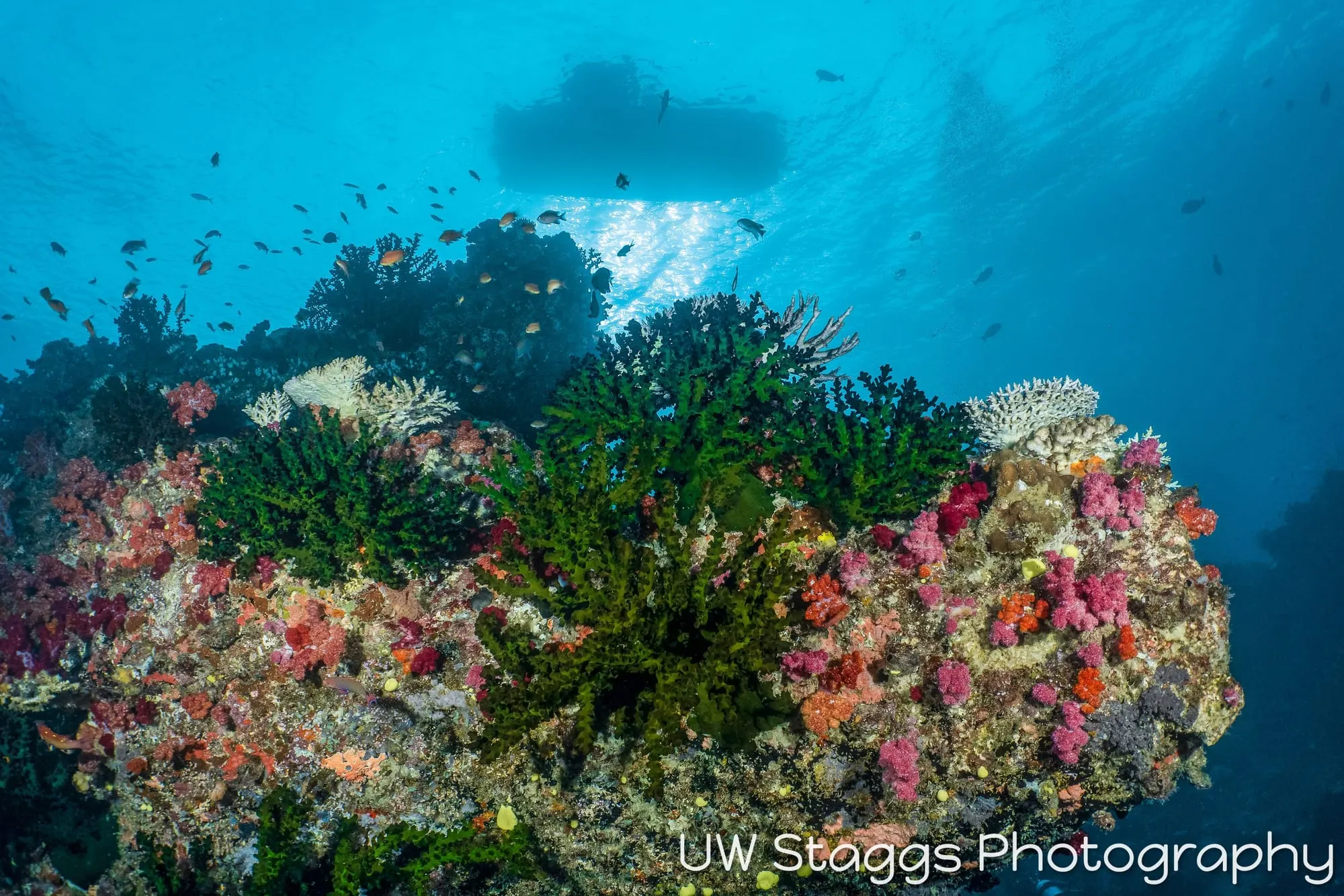 Reef Scene — Taveuni, Fiji