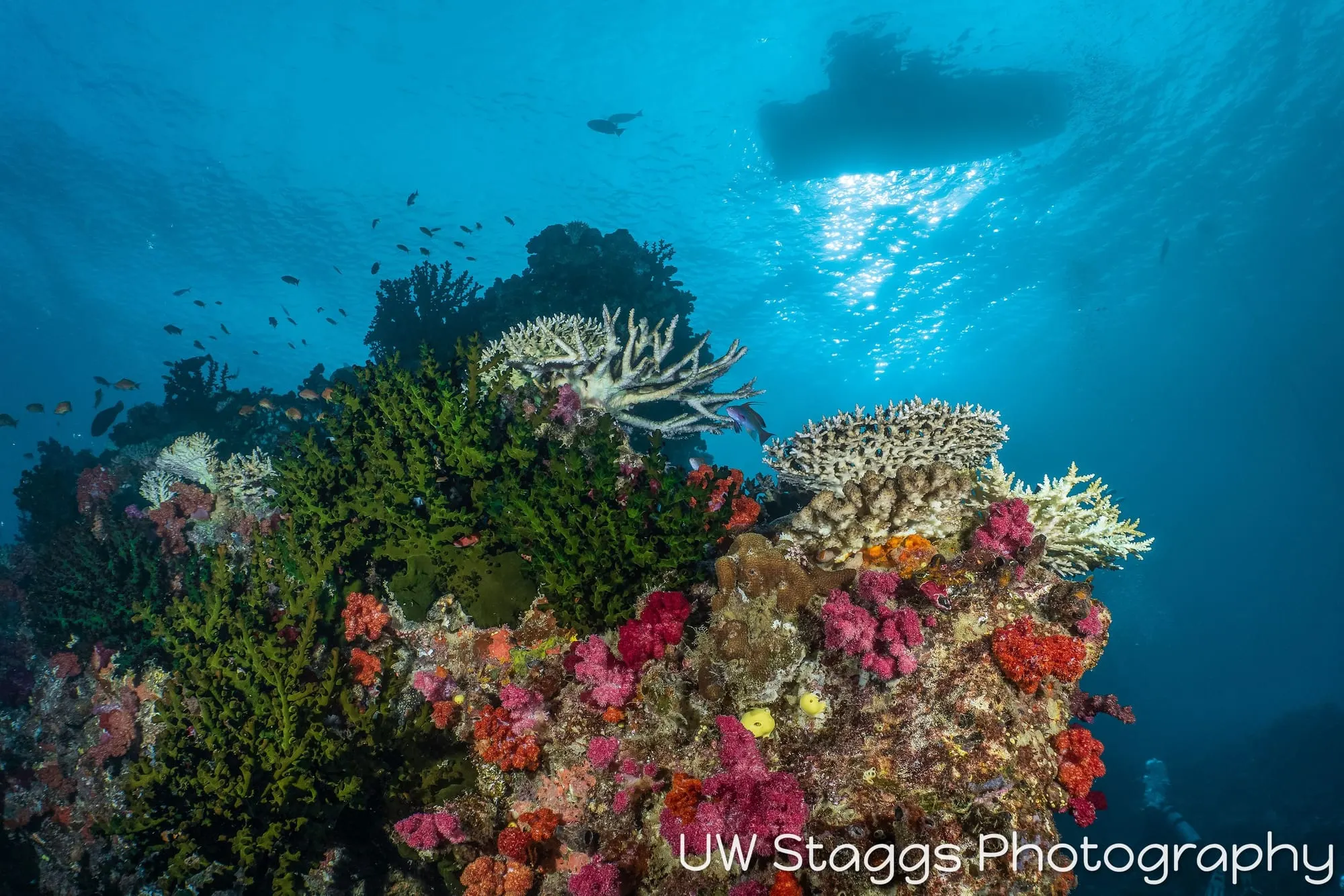 Reef Scene — Taveuni, Fiji