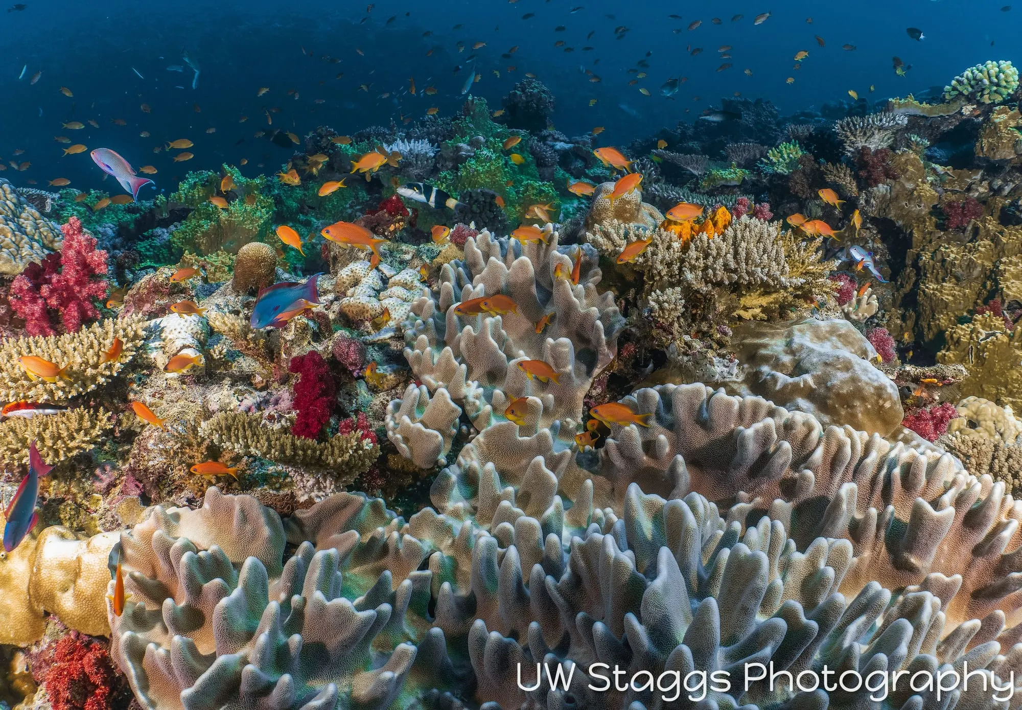 Reef Scene — Taveuni, Fiji
