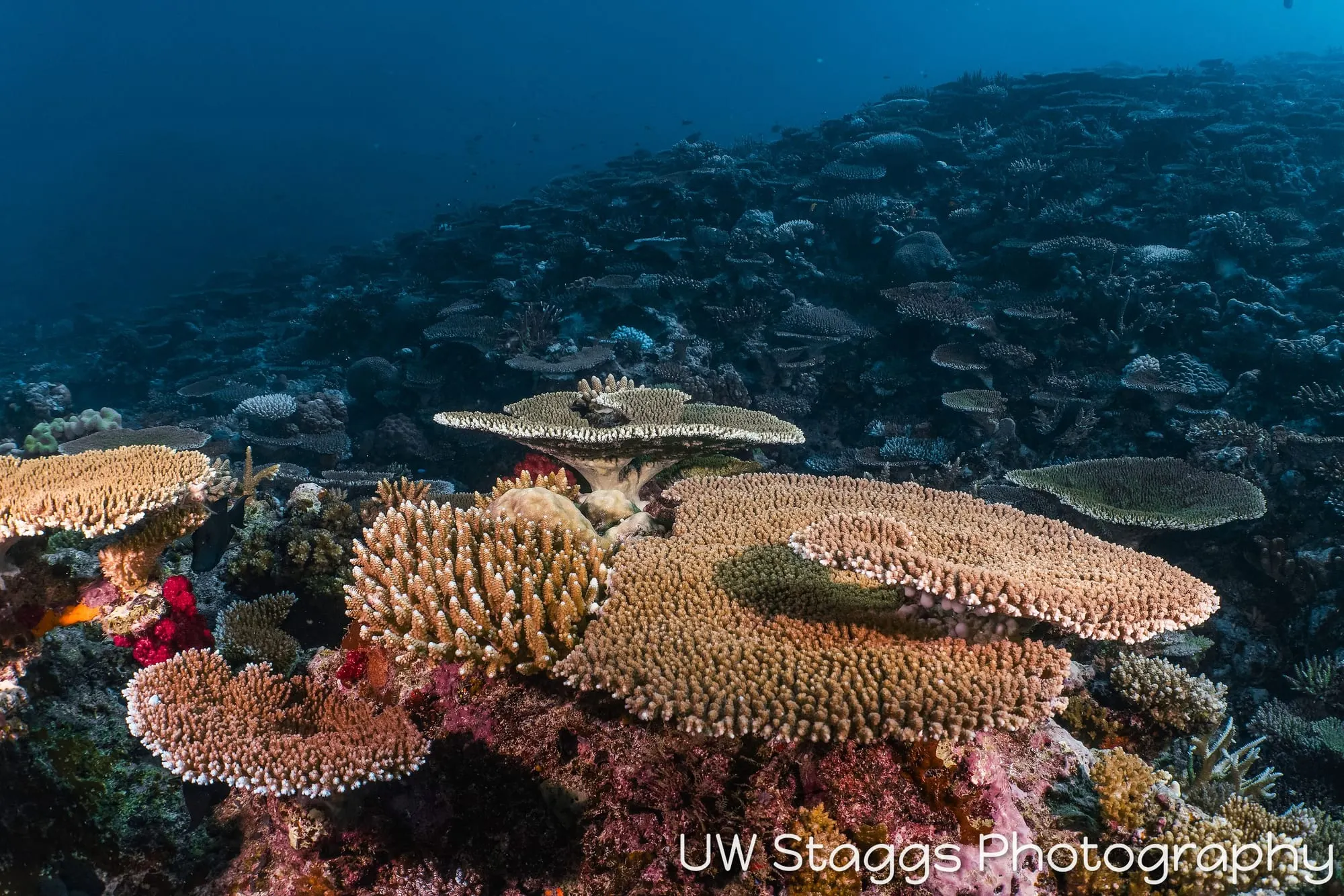 Reef Scene — Taveuni, Fiji