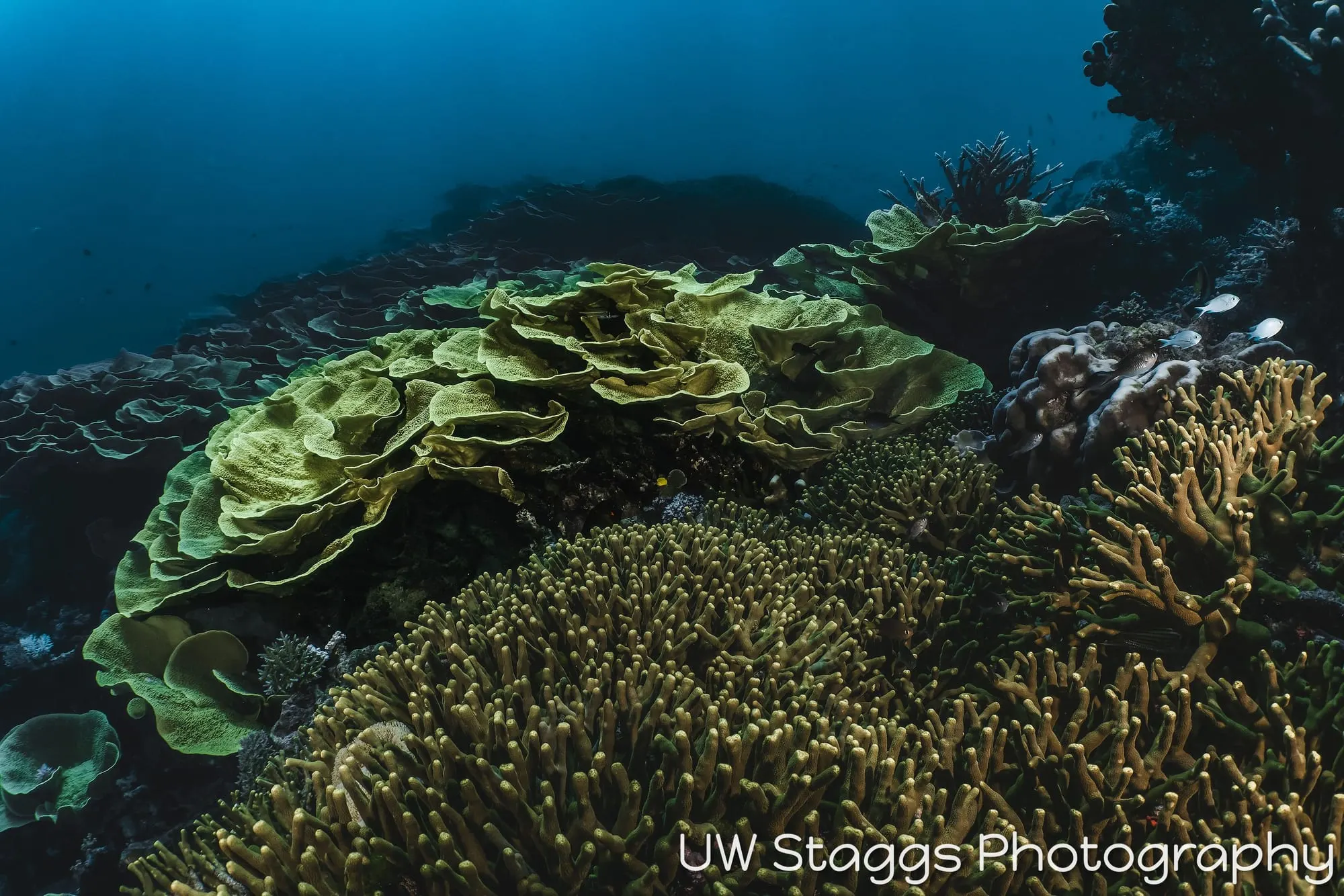 Reef Scene — Taveuni, Fiji