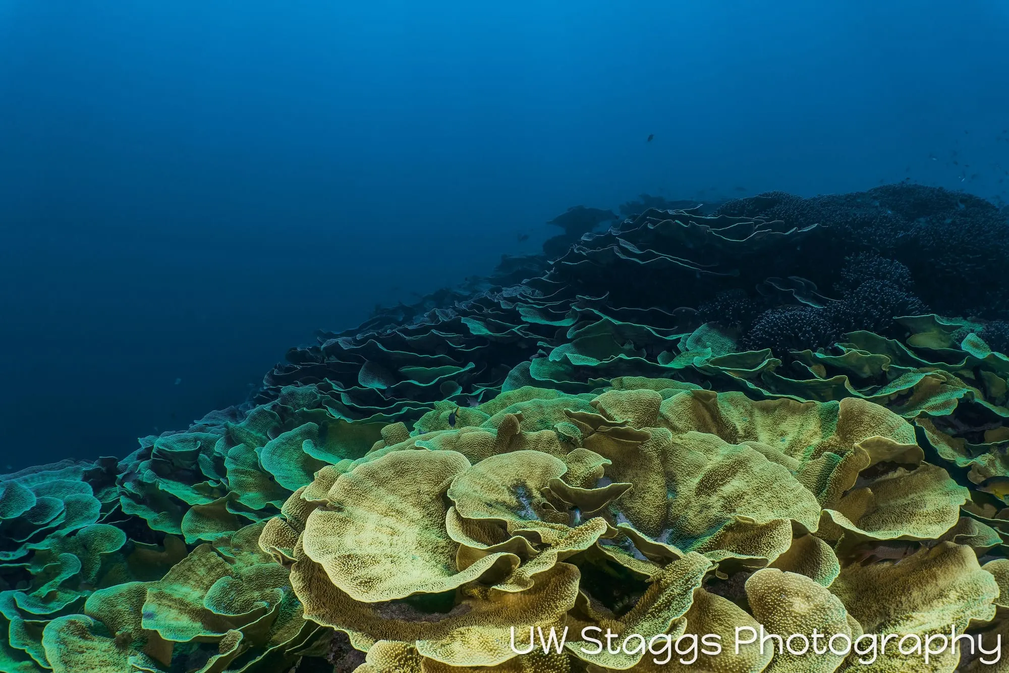 Reef Scene — Taveuni, Fiji