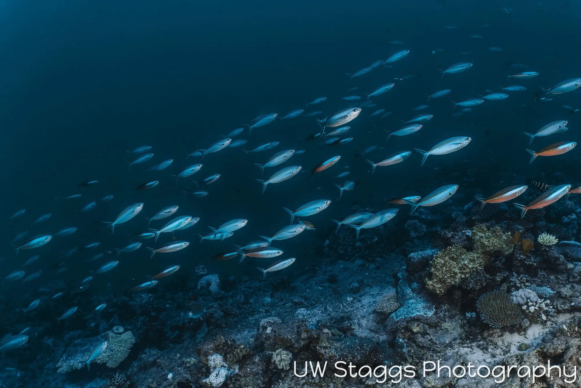 Reef Scene — Taveuni, Fiji