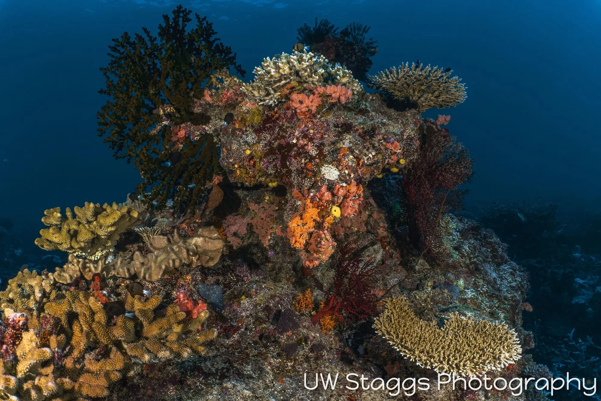 Reef Scene — Taveuni, Fiji