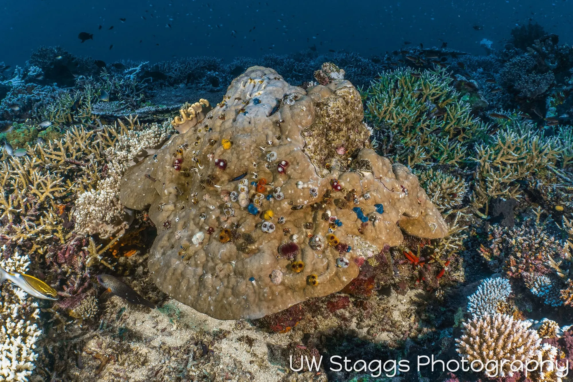 Reef Scene — Taveuni, Fiji