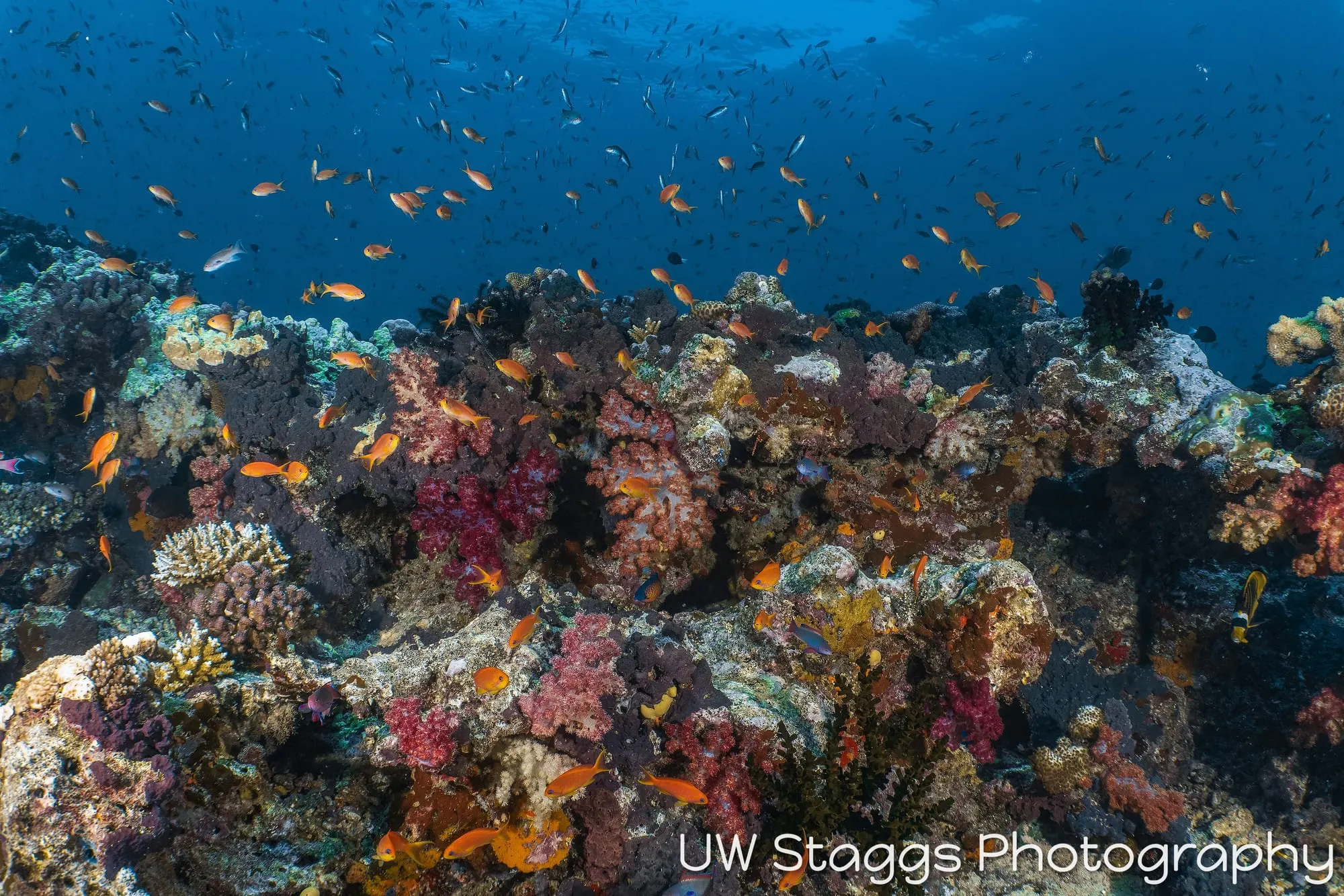 Reef Scene — Taveuni, Fiji