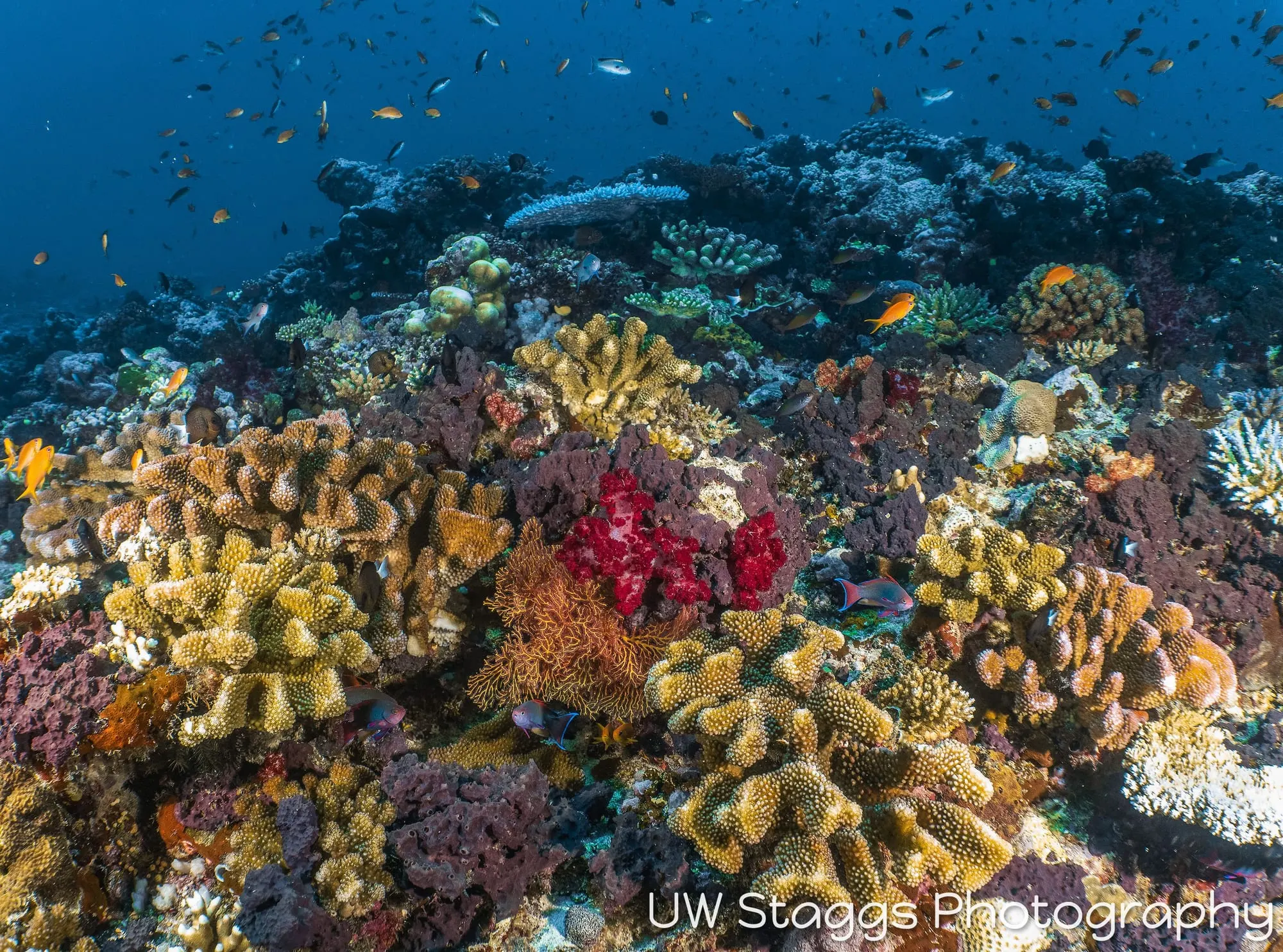 Reef Scene — Taveuni, Fiji