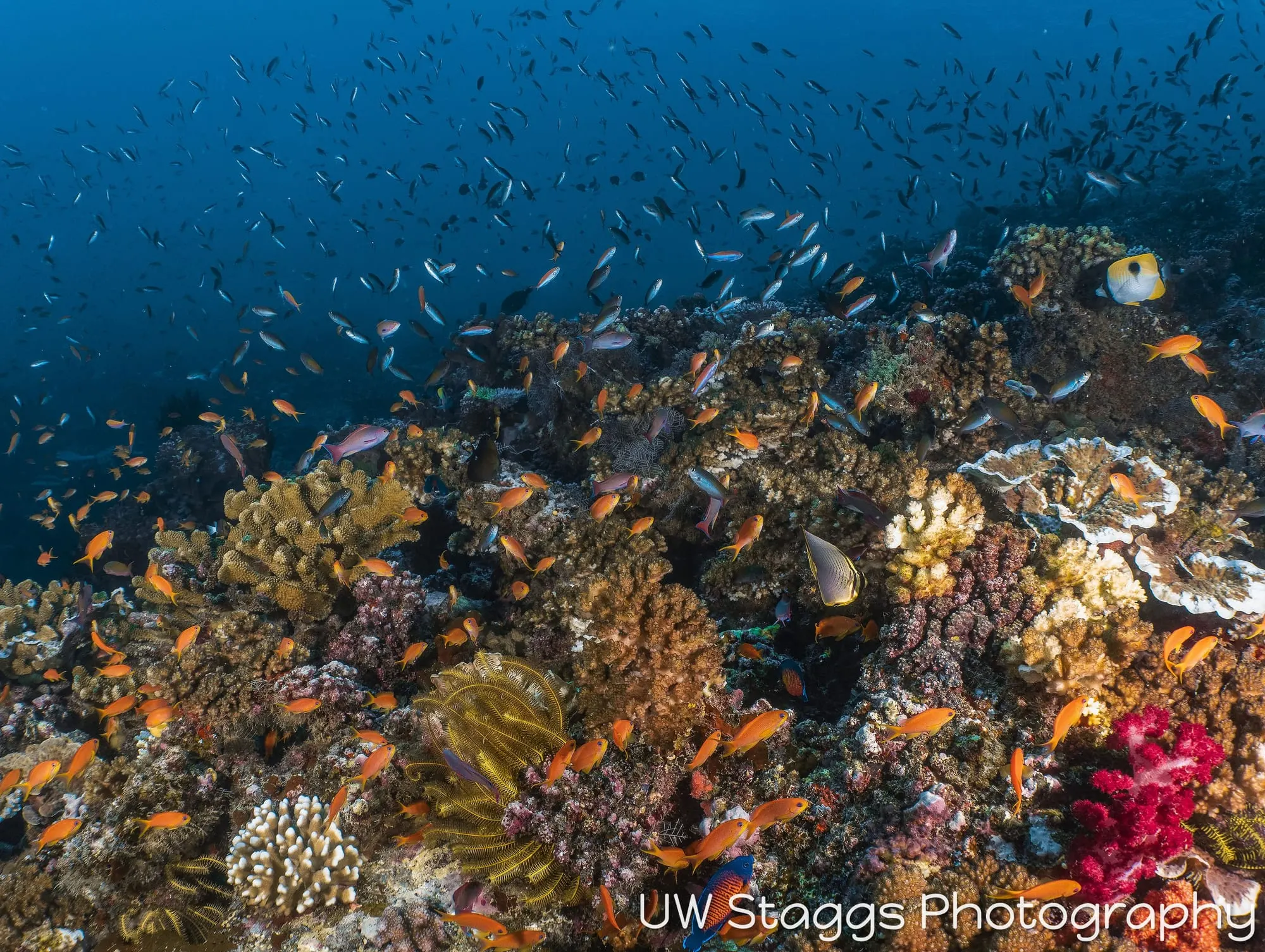 Reef Scene — Taveuni, Fiji