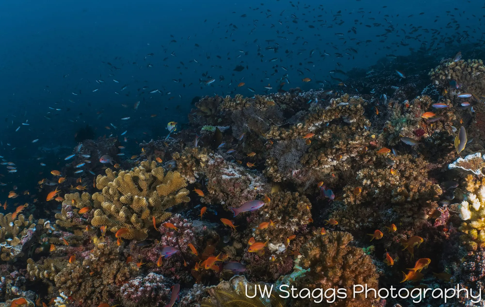 Reef Scene — Taveuni, Fiji