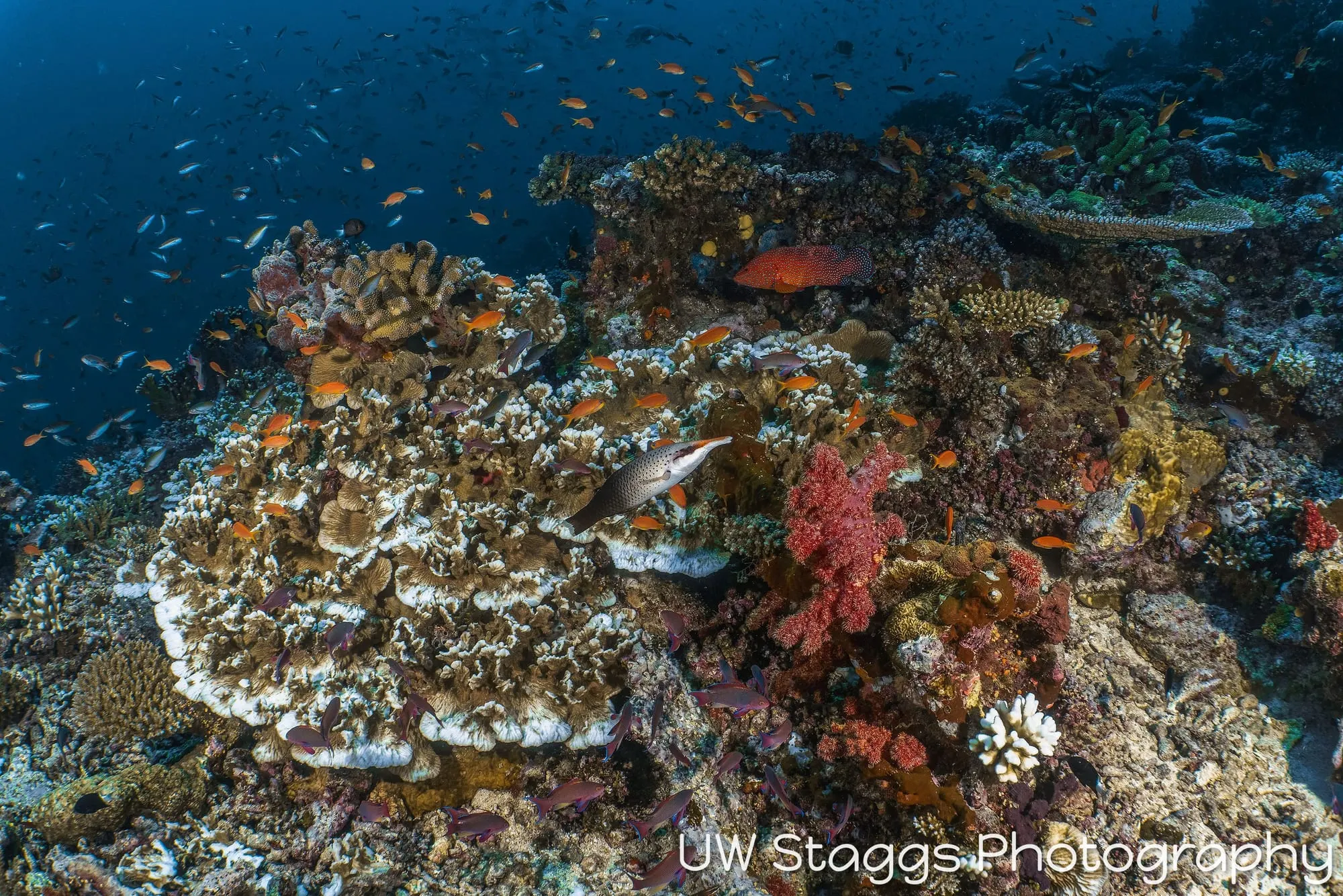 Reef Scene — Taveuni, Fiji