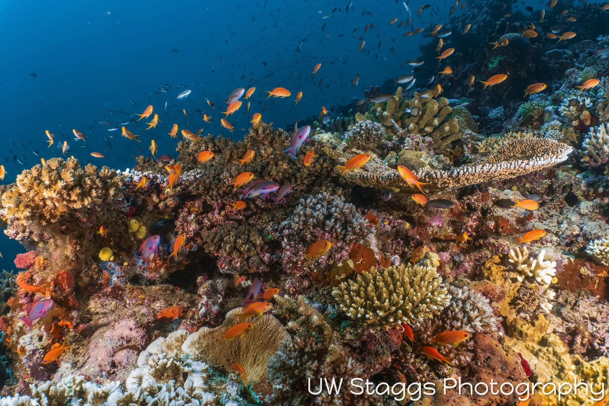 Reef Scene — Taveuni, Fiji
