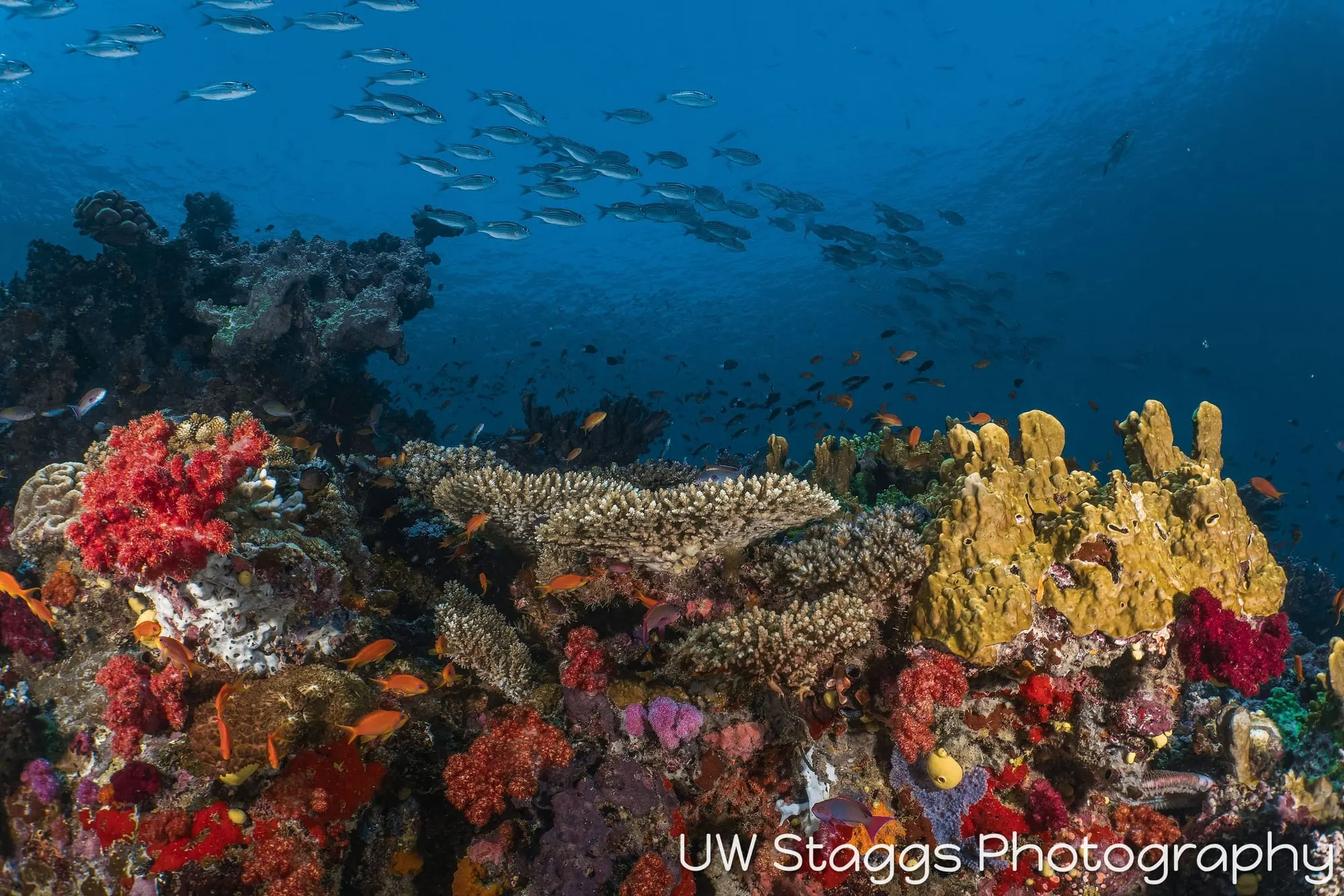 Reef Scene — Taveuni, Fiji