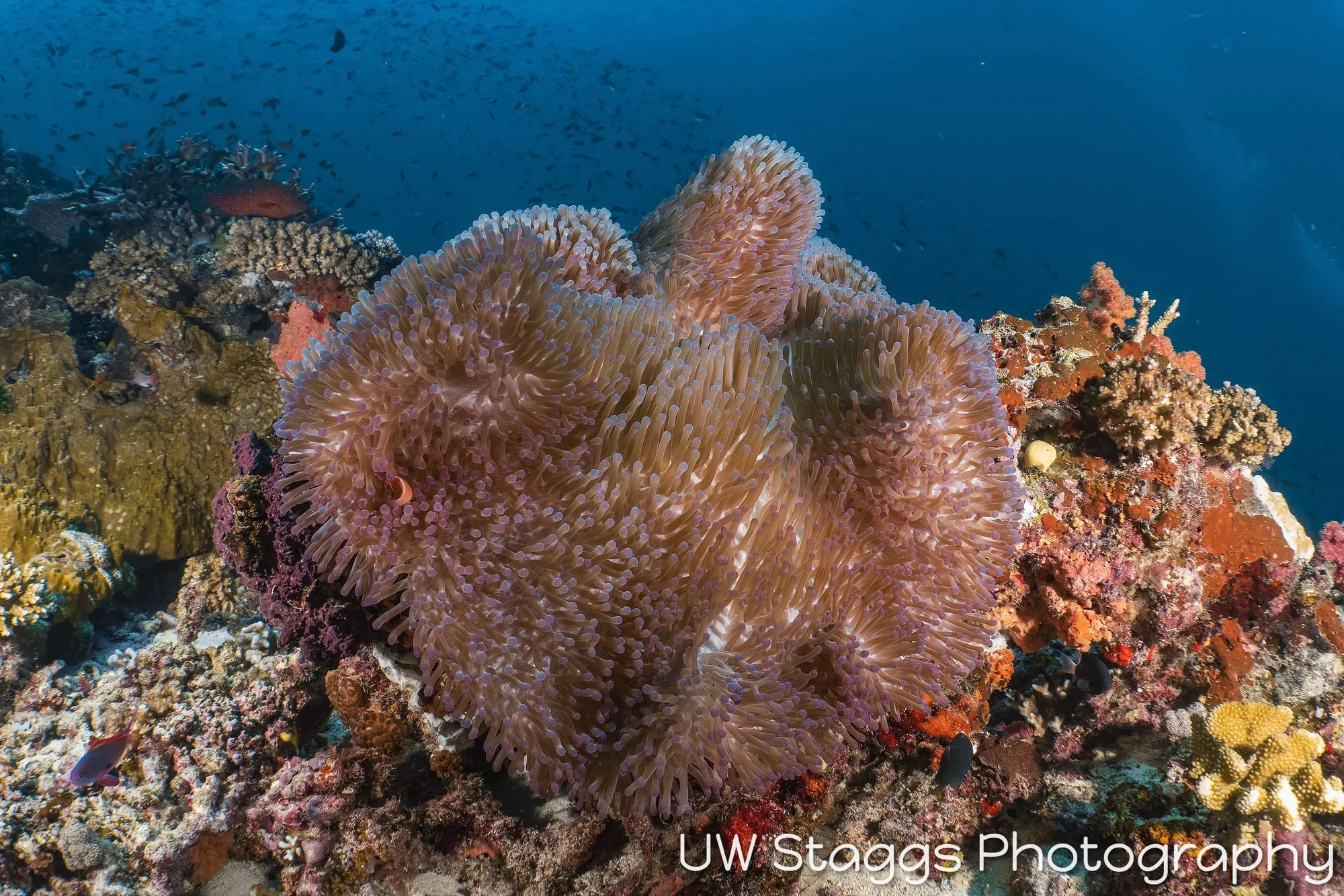 Reef Scene — Taveuni, Fiji