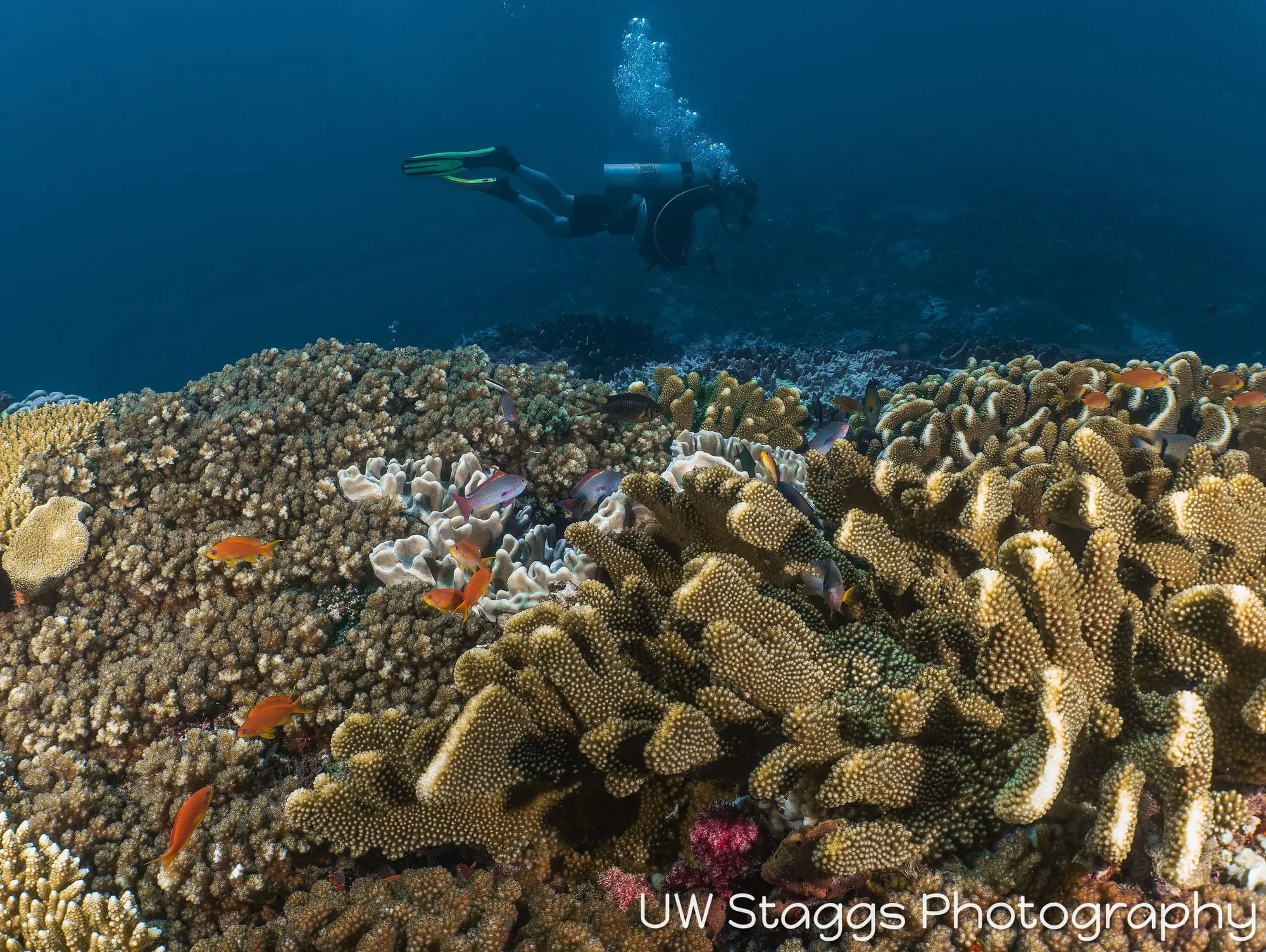 Reef Scene — Taveuni, Fiji