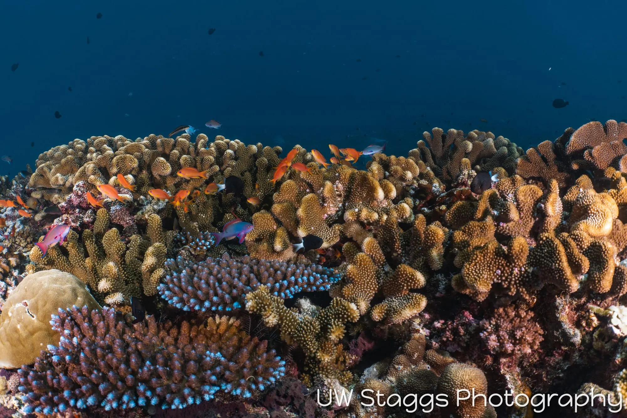 Reef Scene — Taveuni, Fiji