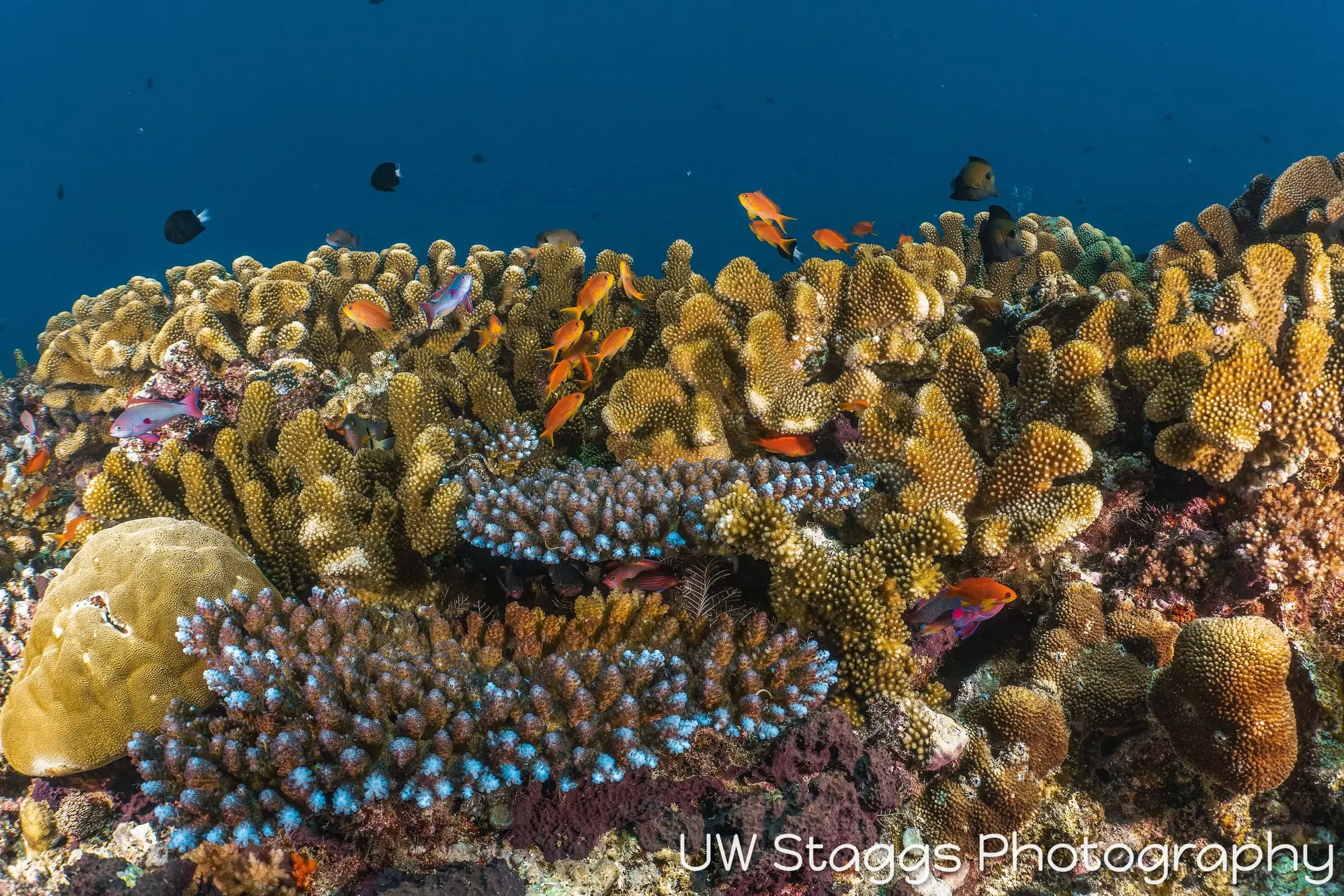 Reef Scene — Taveuni, Fiji