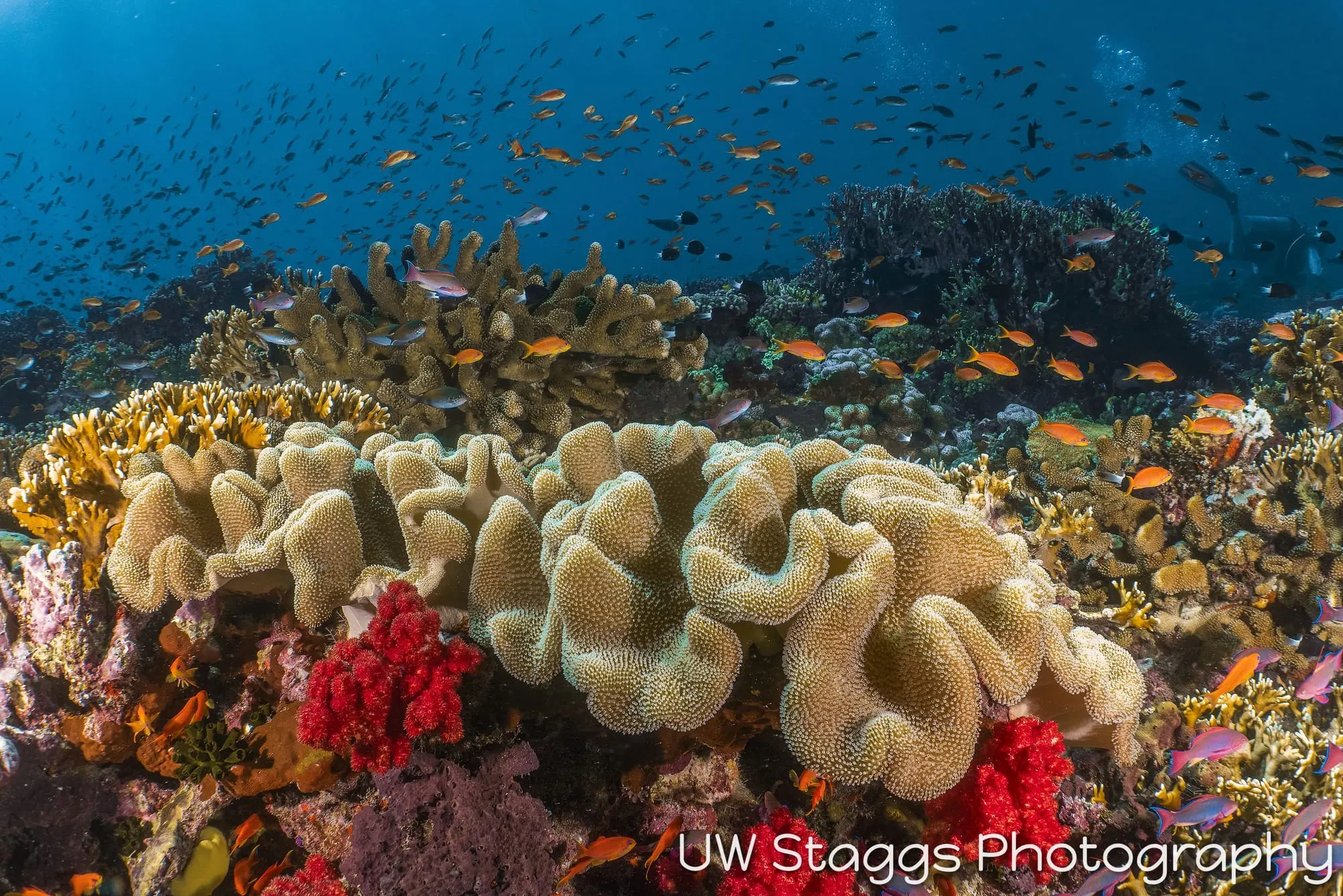 Reef Scene — Taveuni, Fiji