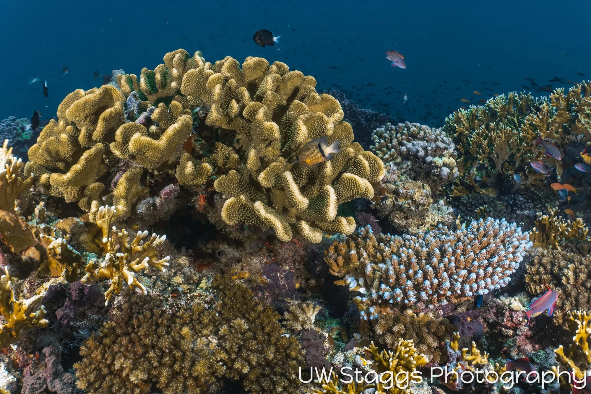 Reef Scene — Taveuni, Fiji