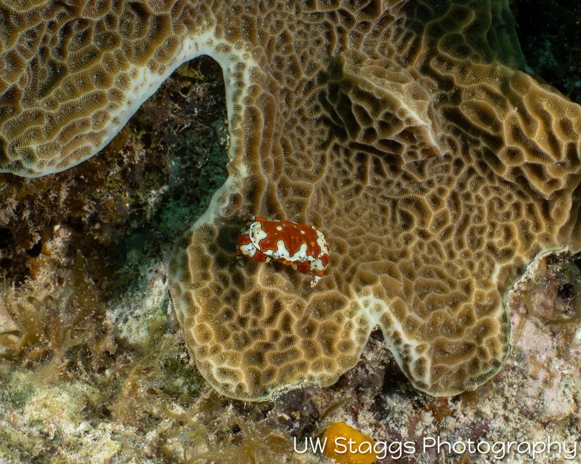 Reef Scene — Little Cayman