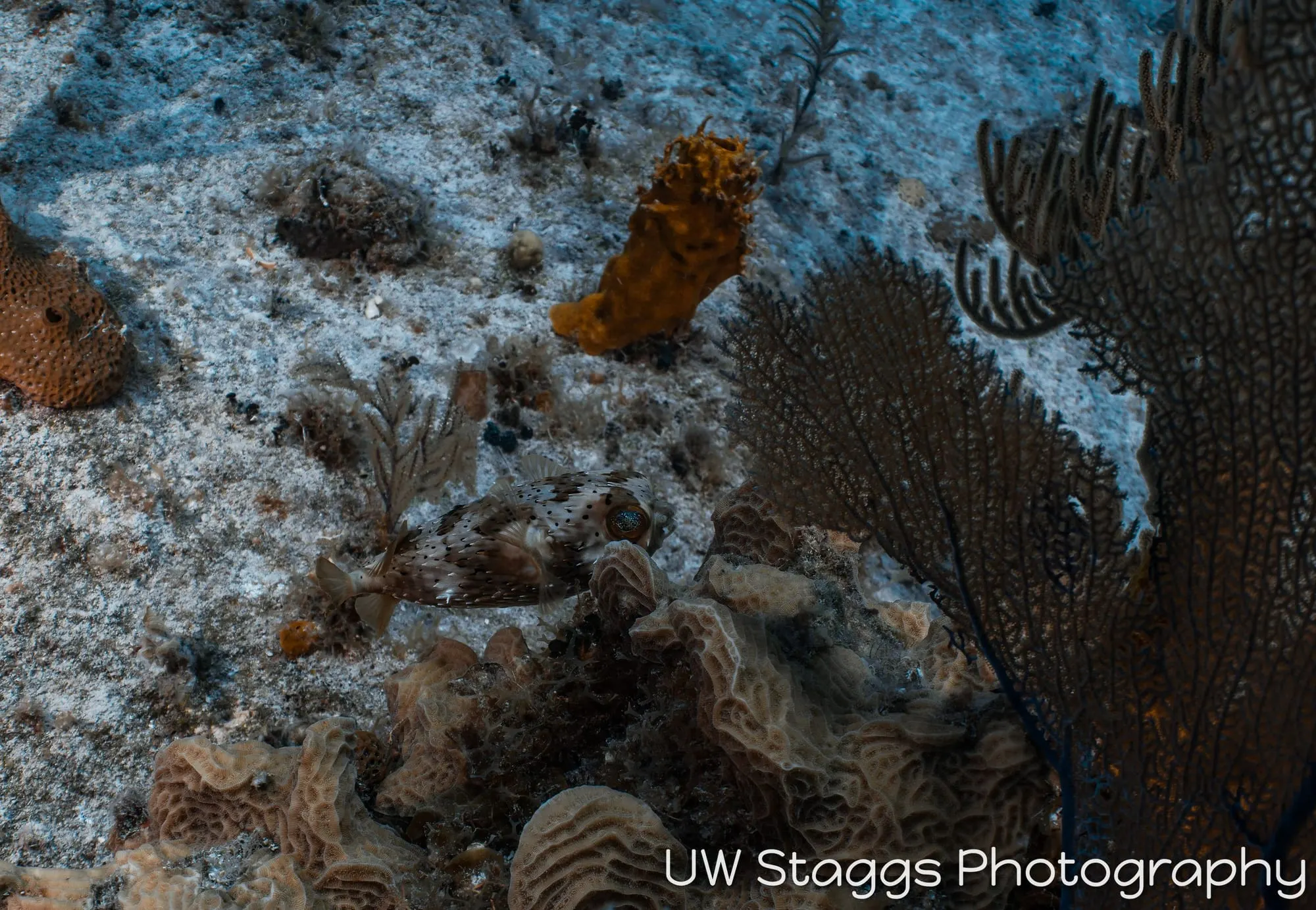Reef Scene — Little Cayman