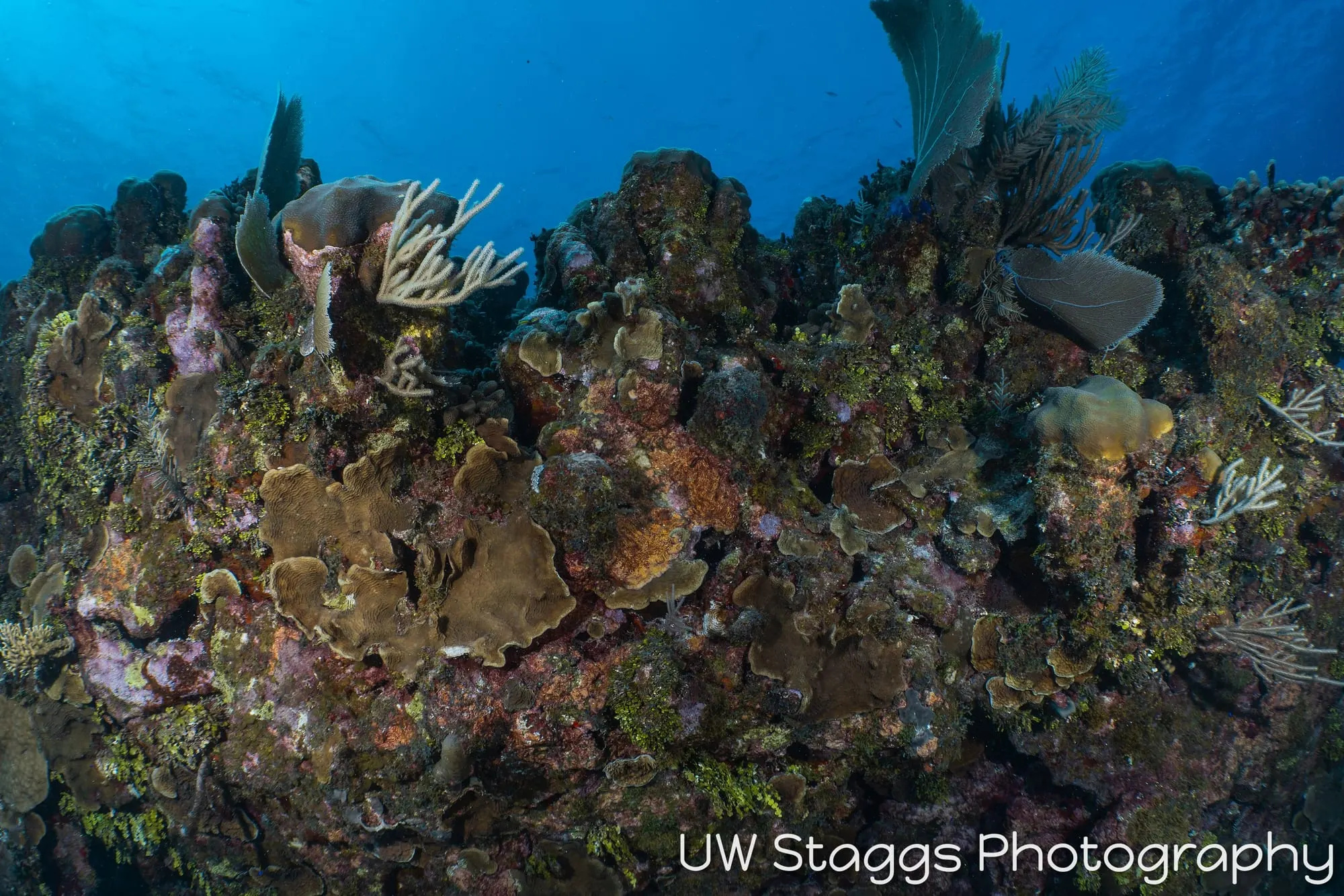Reef Scene — Little Cayman