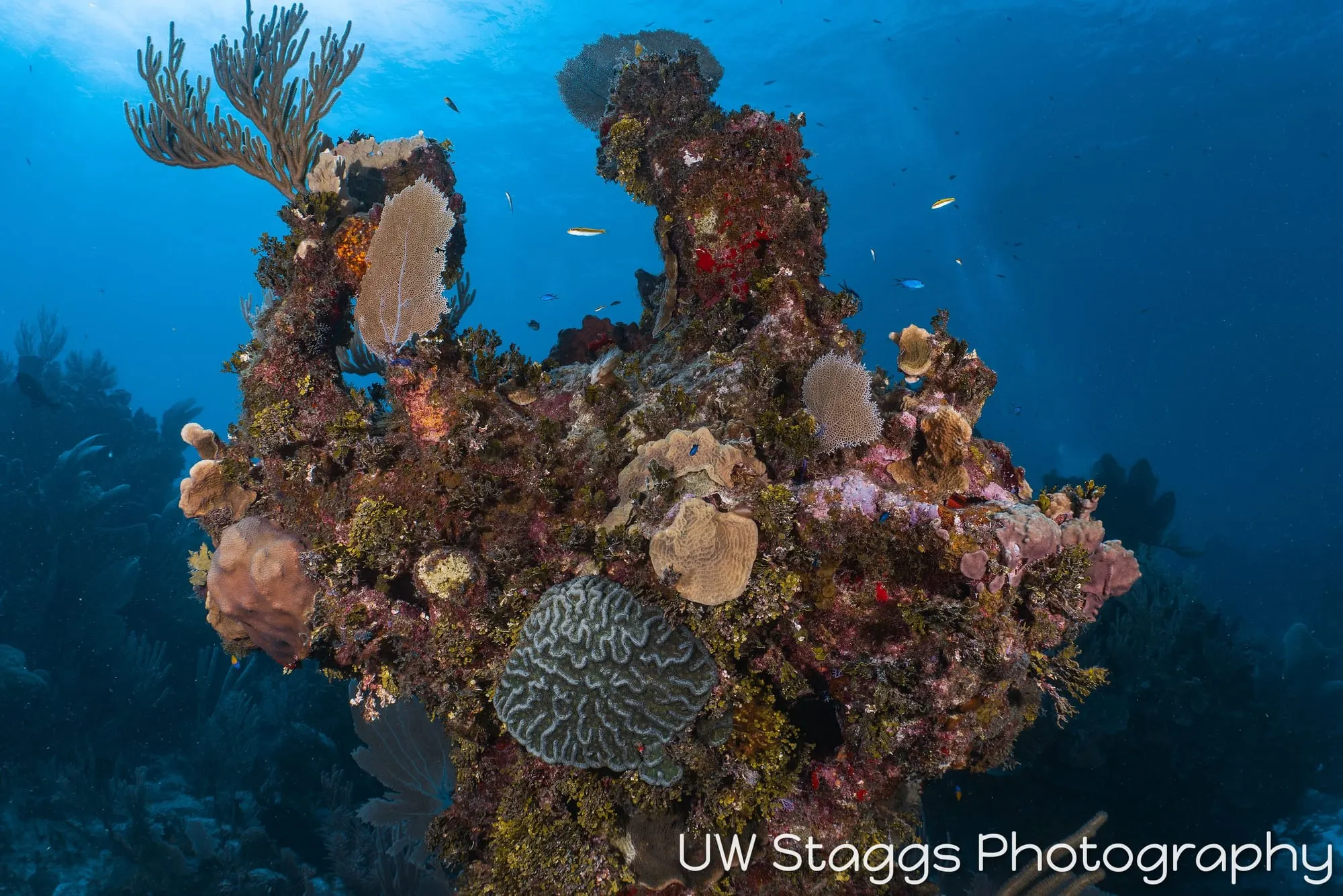 Reef Scene — Little Cayman