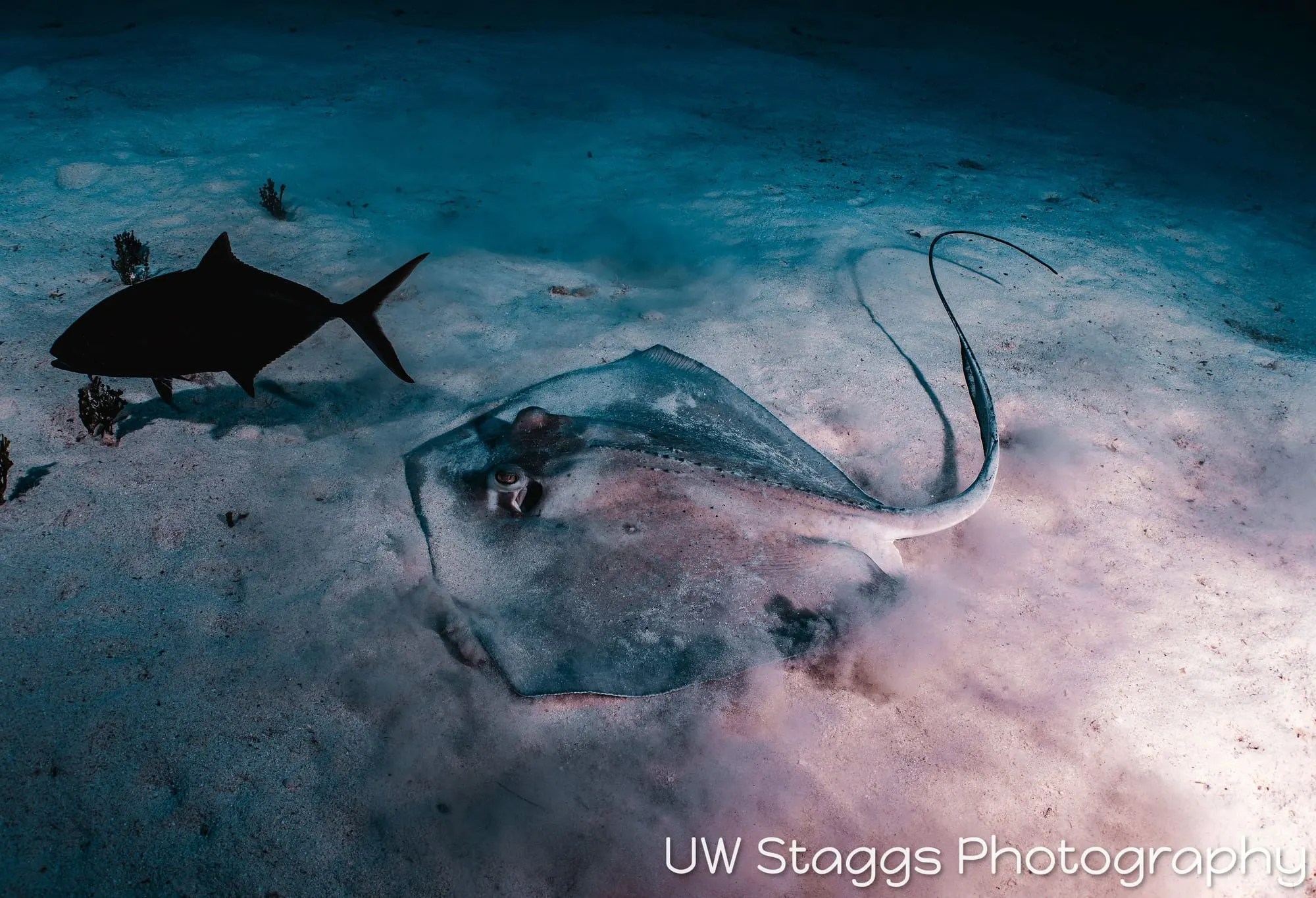 Reef Scene — Little Cayman