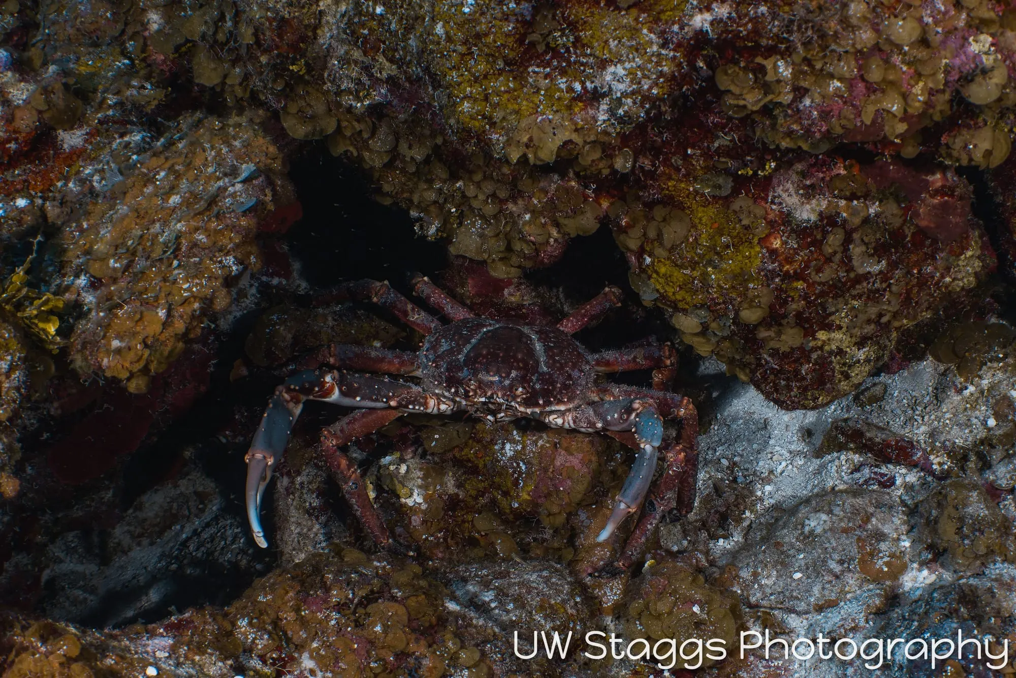 Reef Scene — Little Cayman
