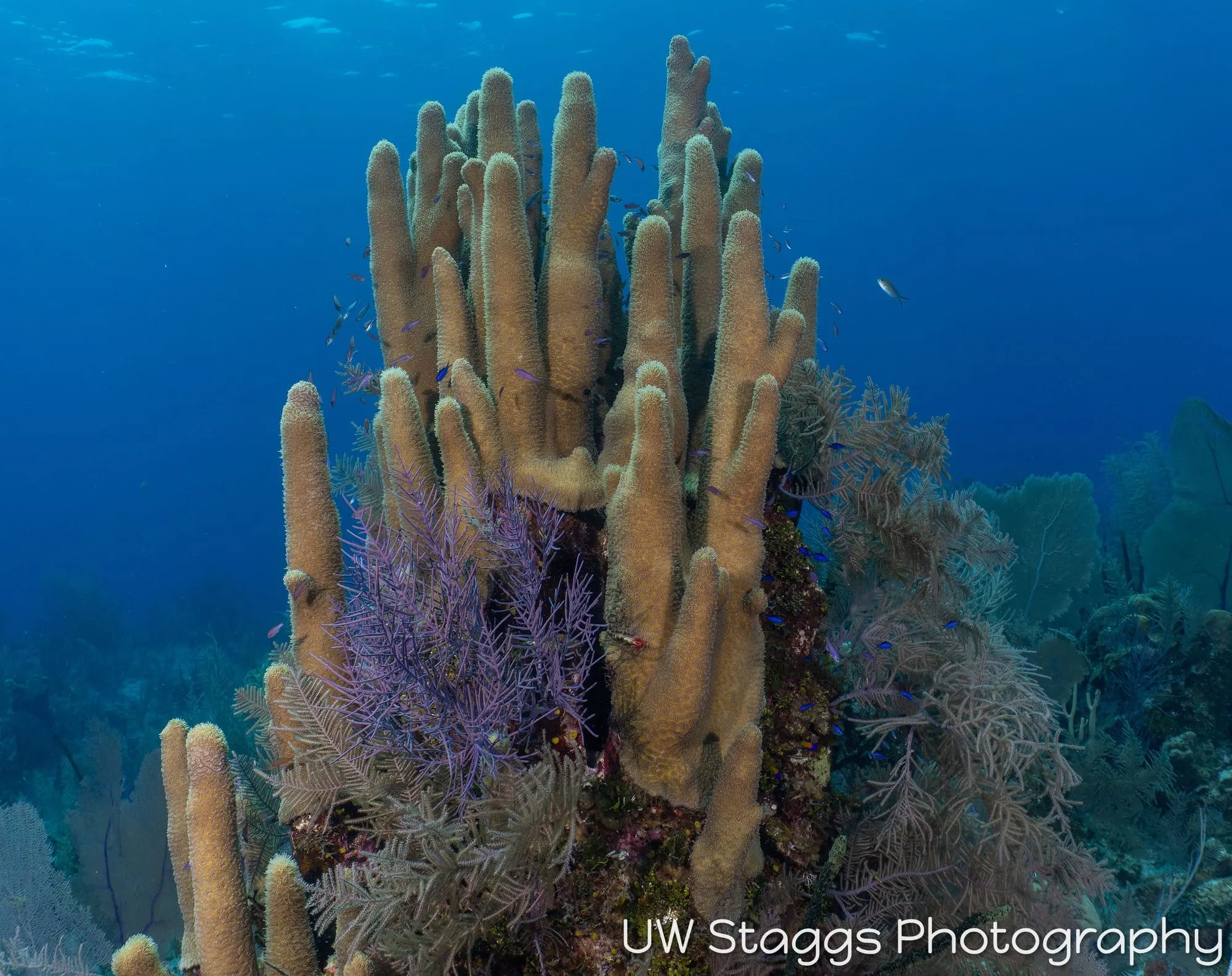 Reef Scene — Little Cayman