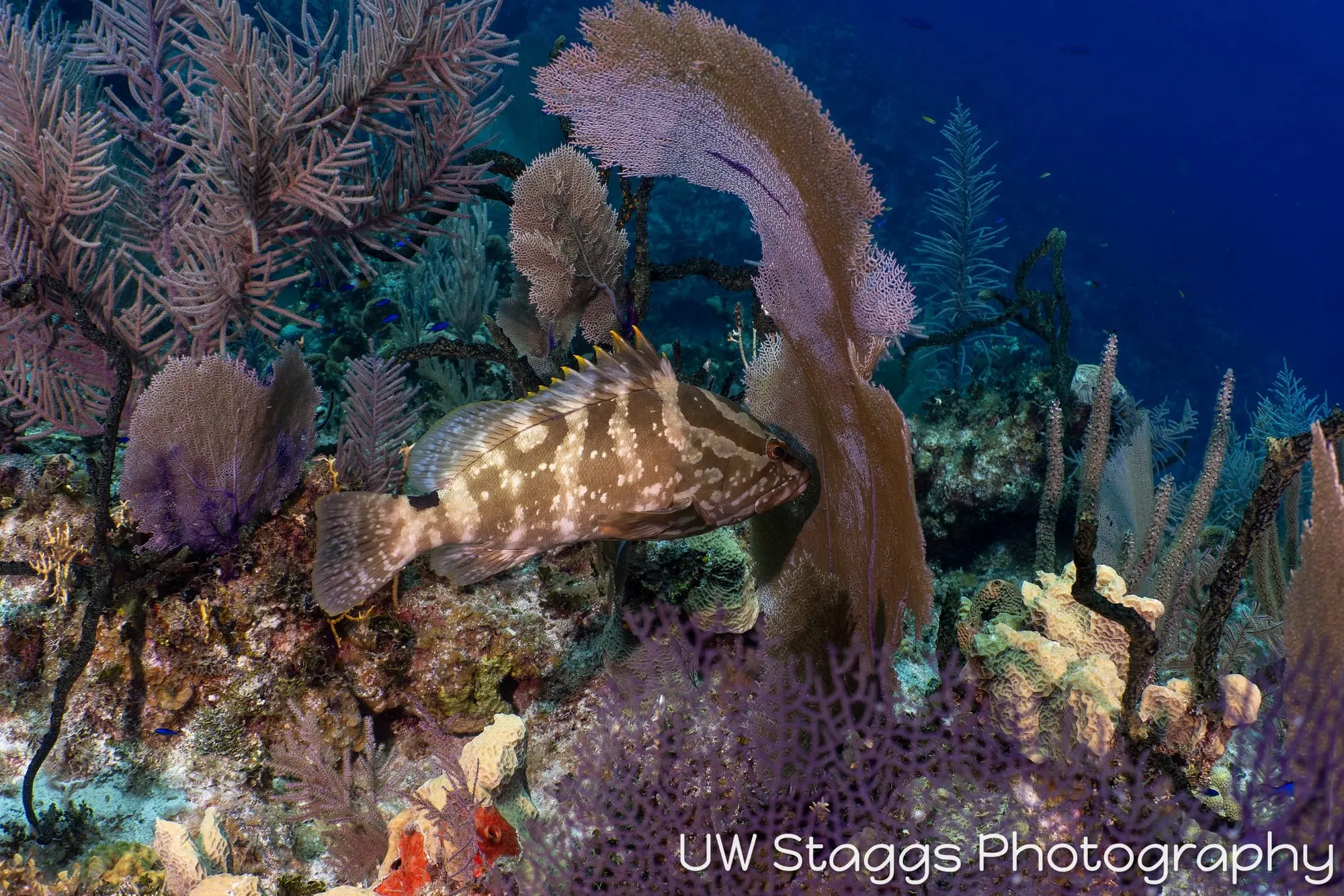 Reef Scene — Little Cayman