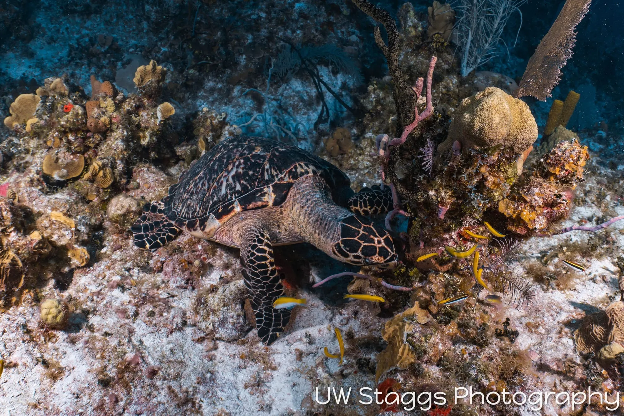 Reef Scene — Little Cayman