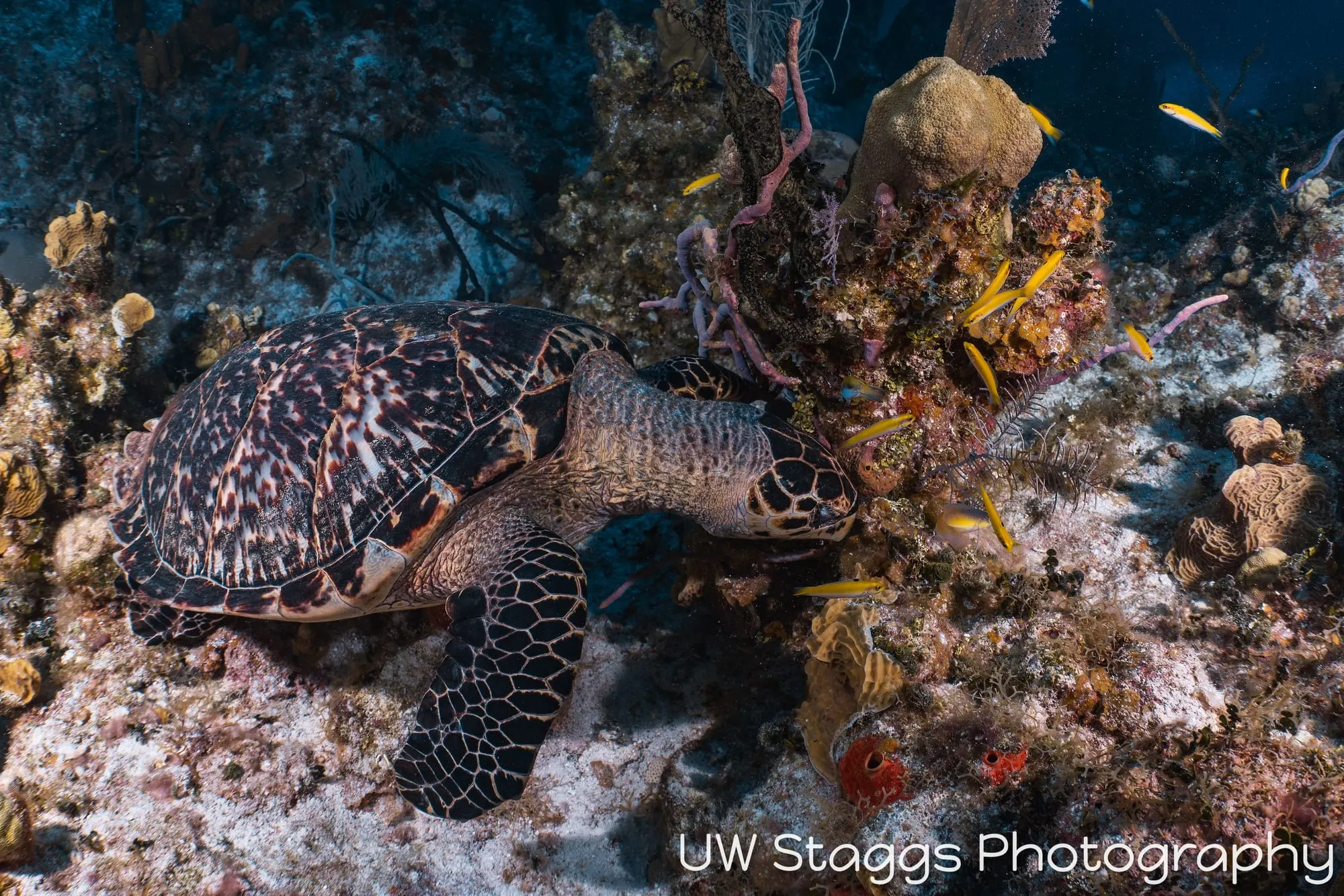 Reef Scene — Little Cayman