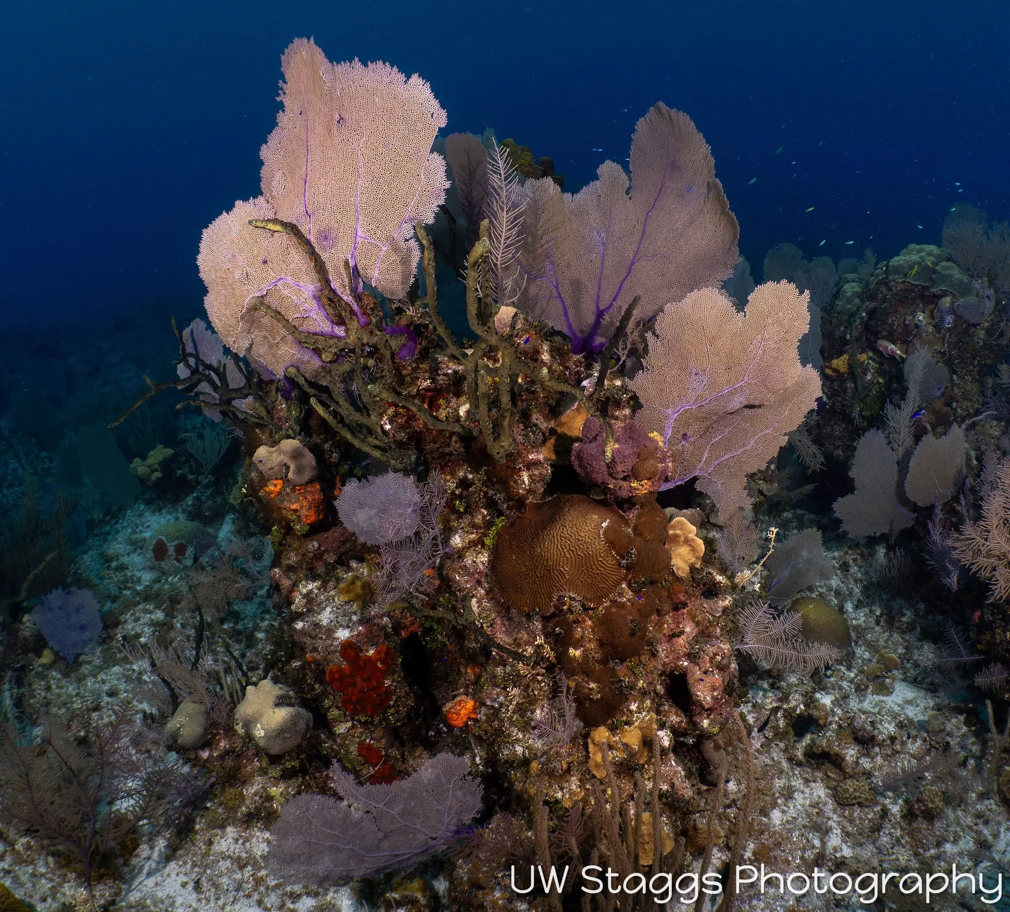 Reef Scene — Little Cayman