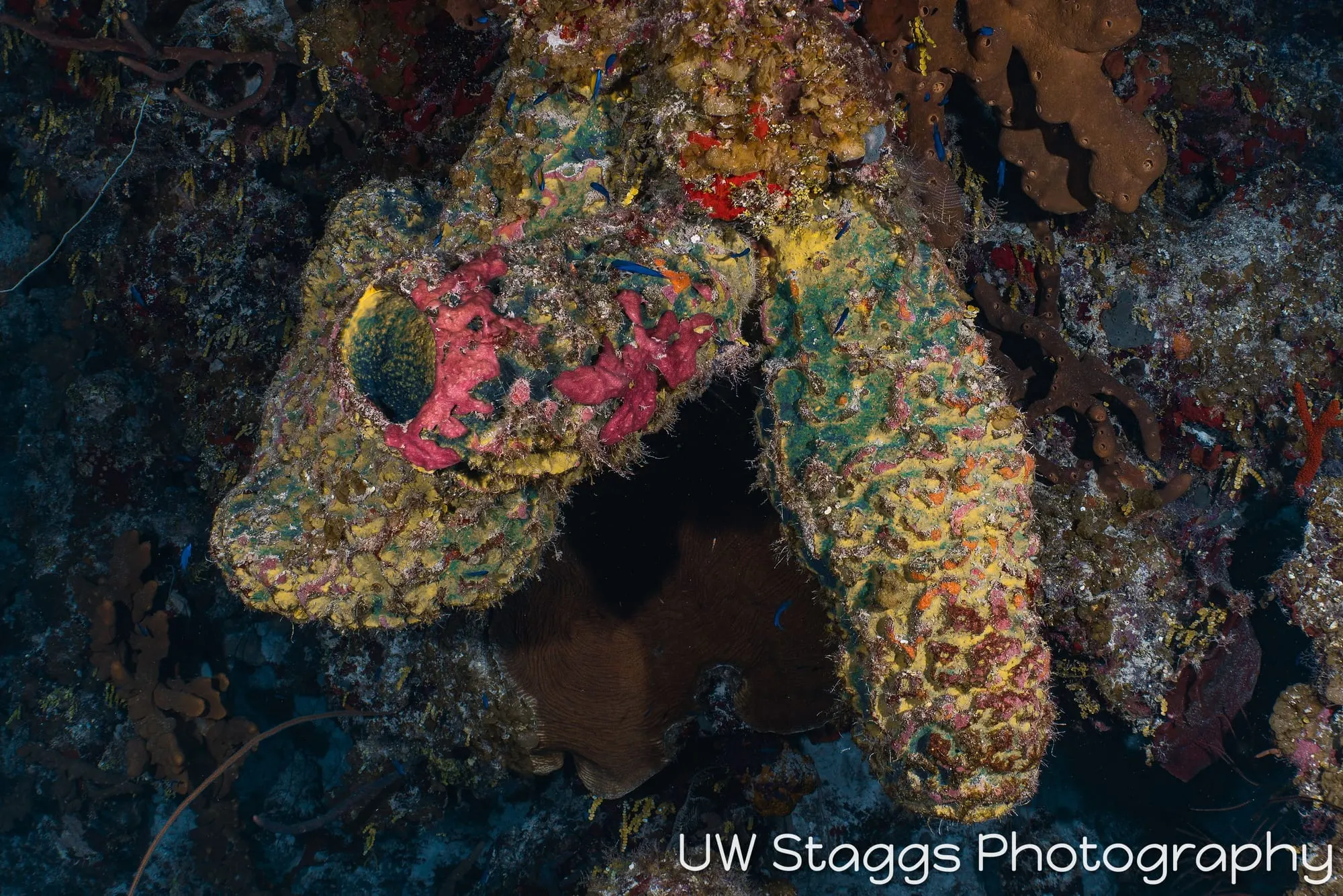 Reef Scene — Little Cayman