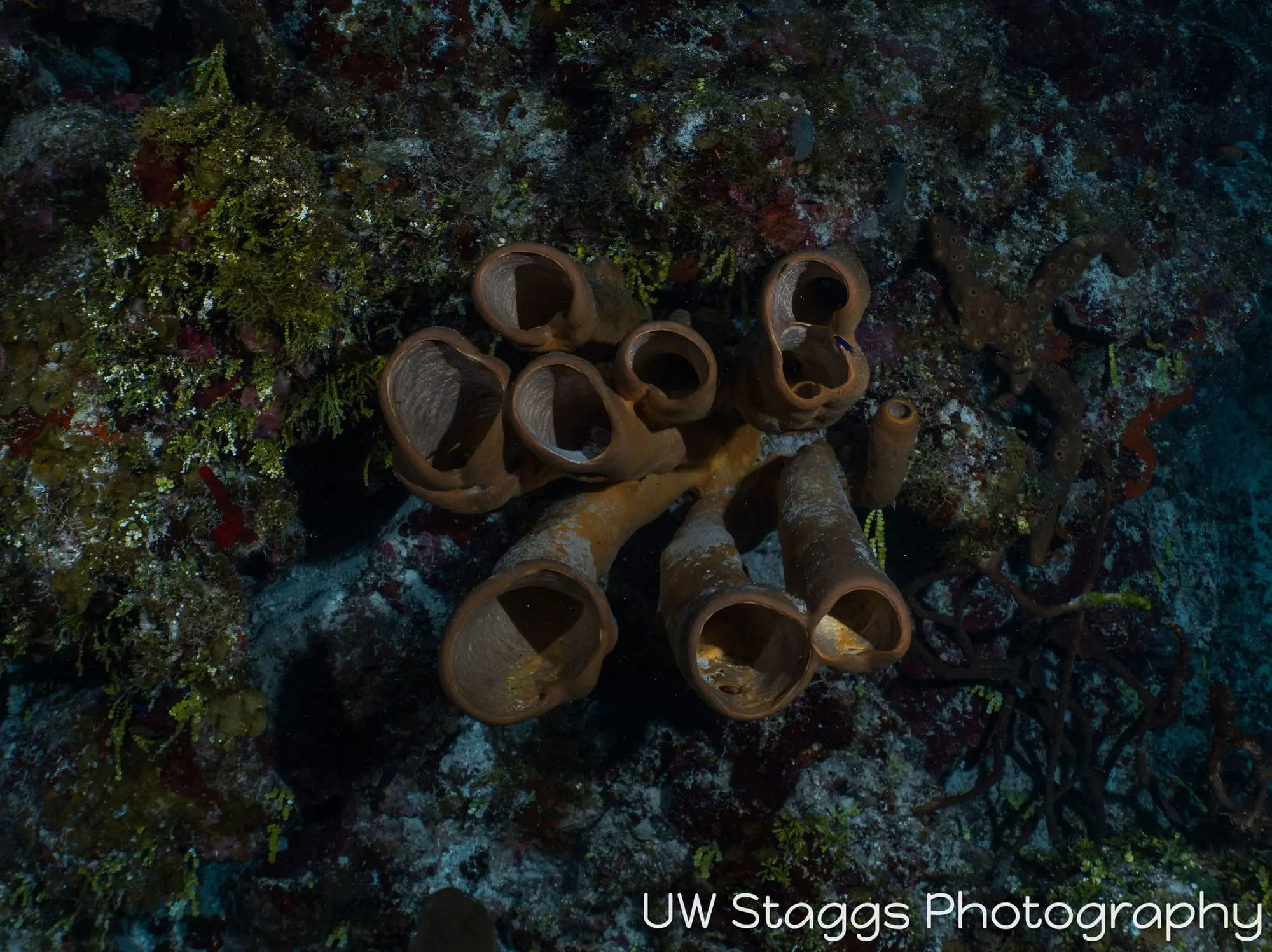 Reef Scene — Little Cayman