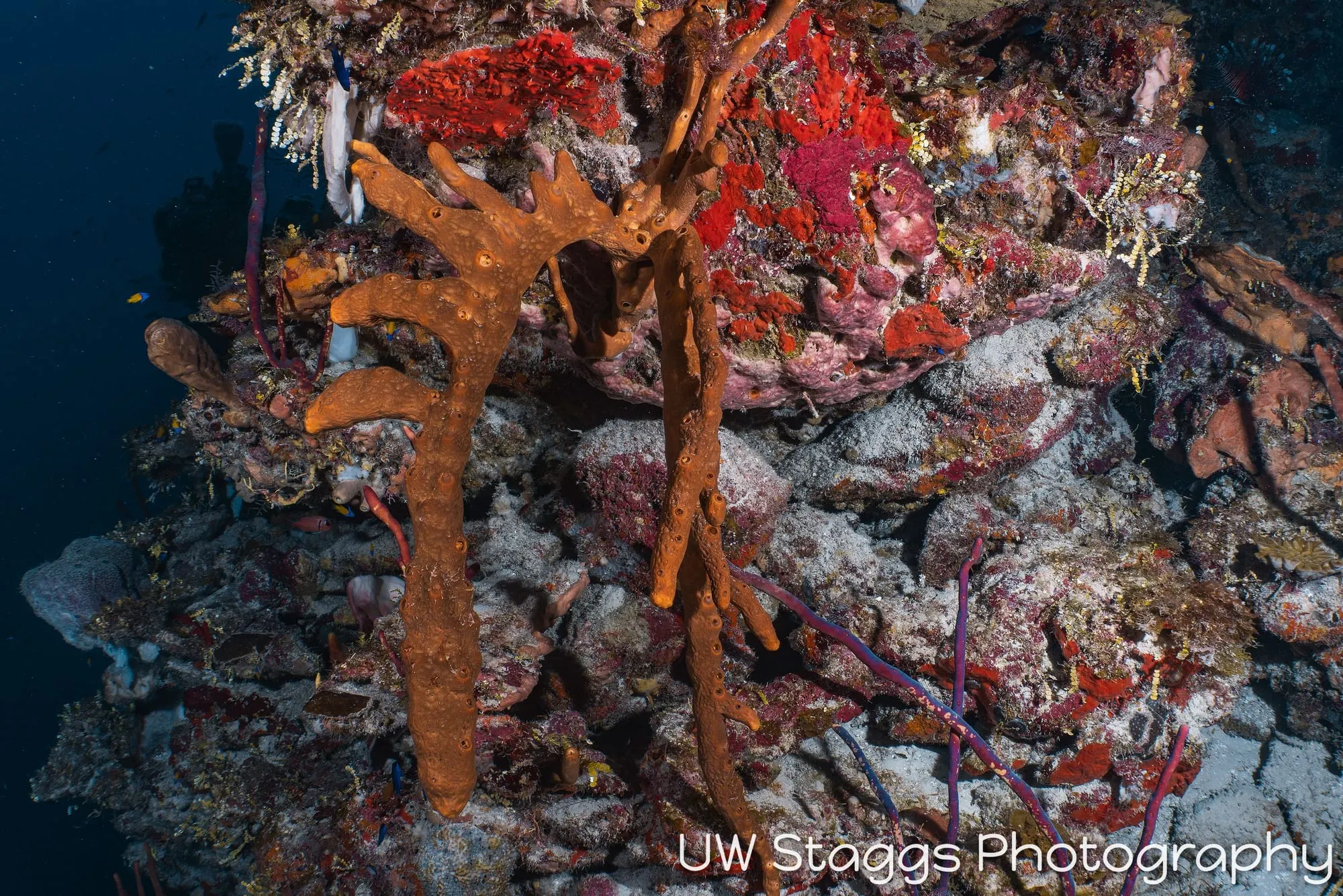 Reef Scene — Little Cayman