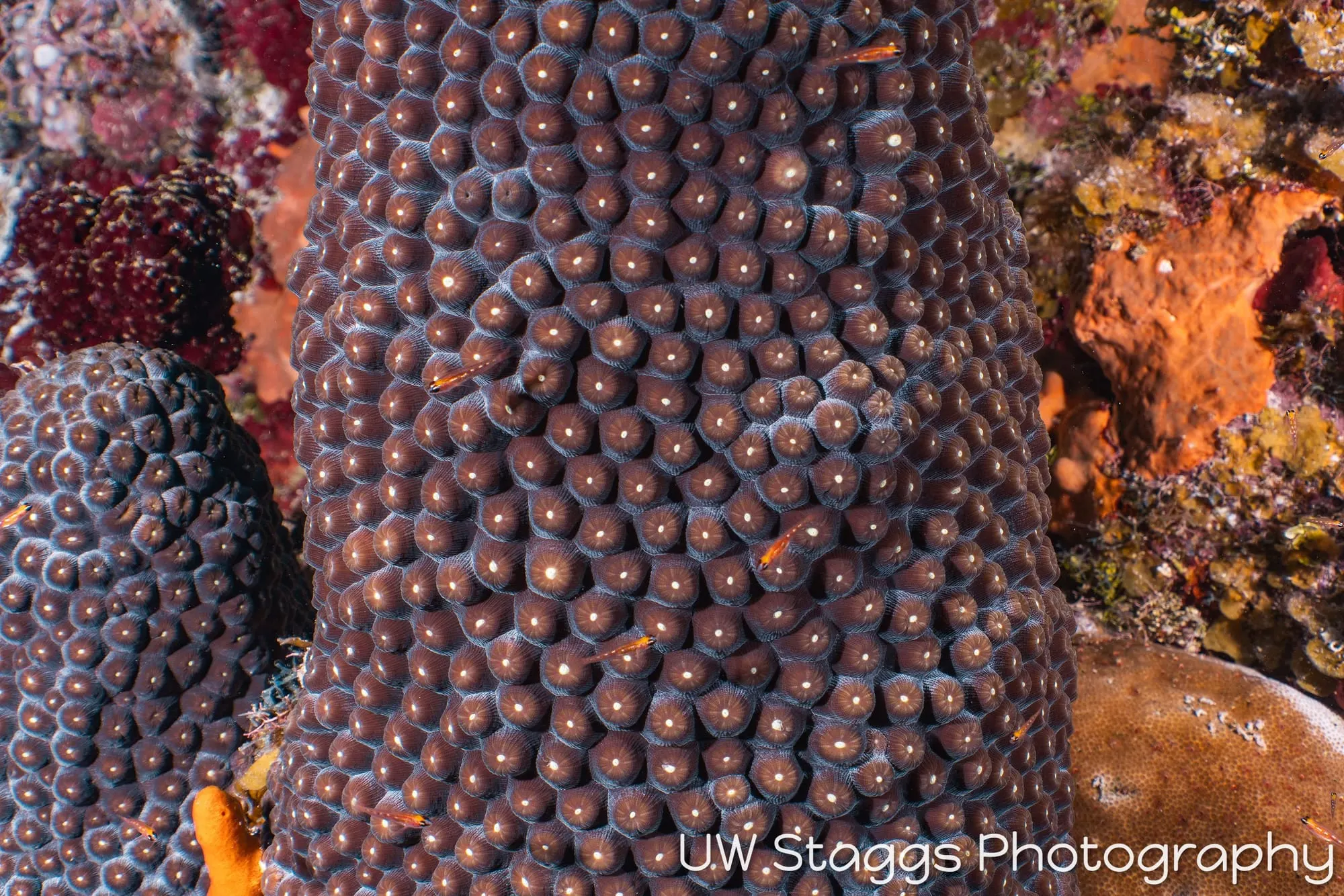 Reef Scene — Little Cayman