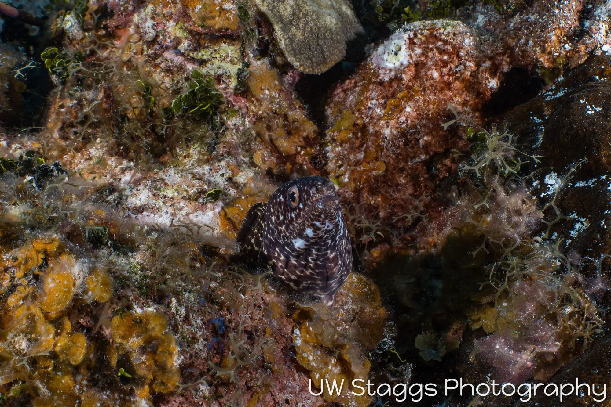 Reef Scene — Little Cayman