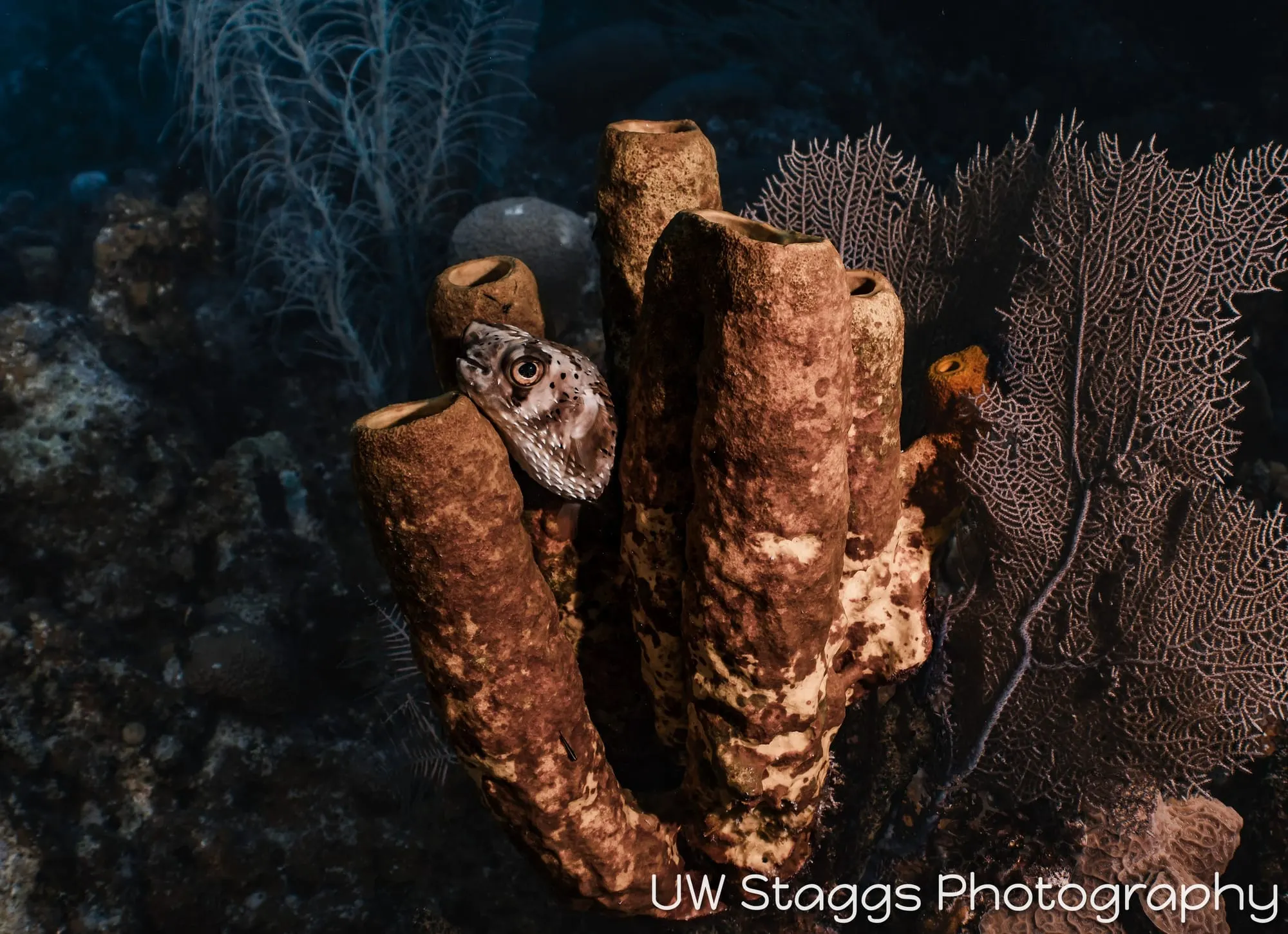 Reef Scene — Little Cayman