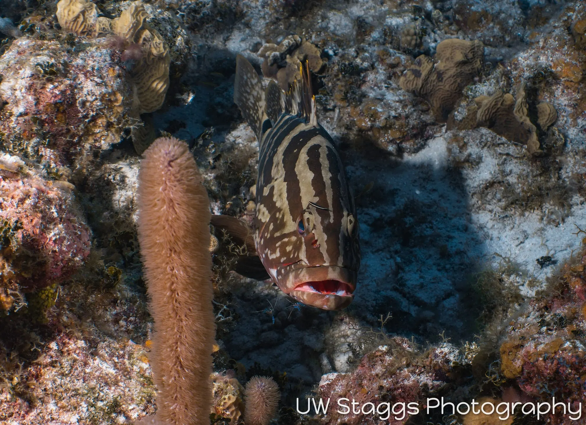 Reef Scene — Little Cayman