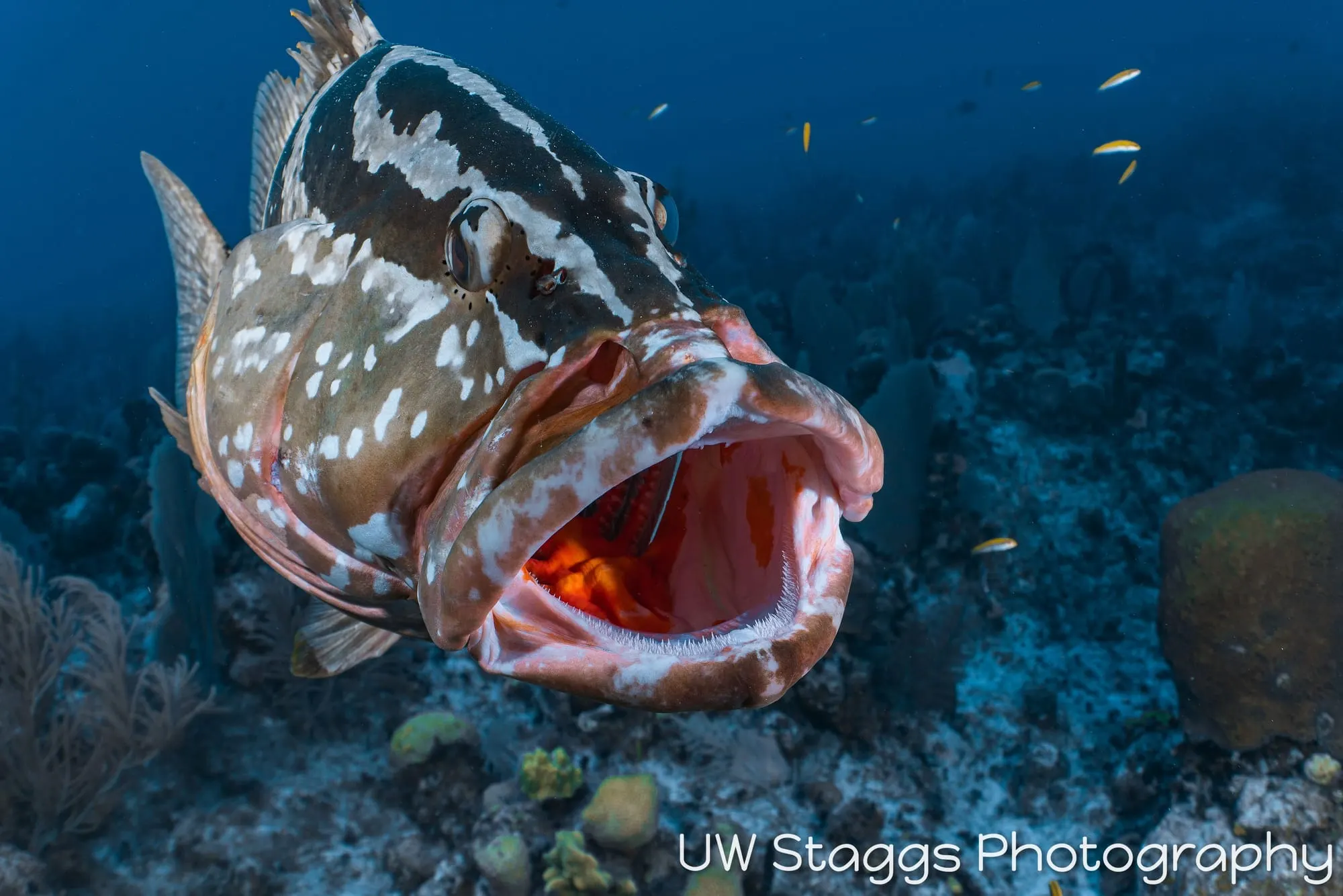 Reef Scene — Little Cayman