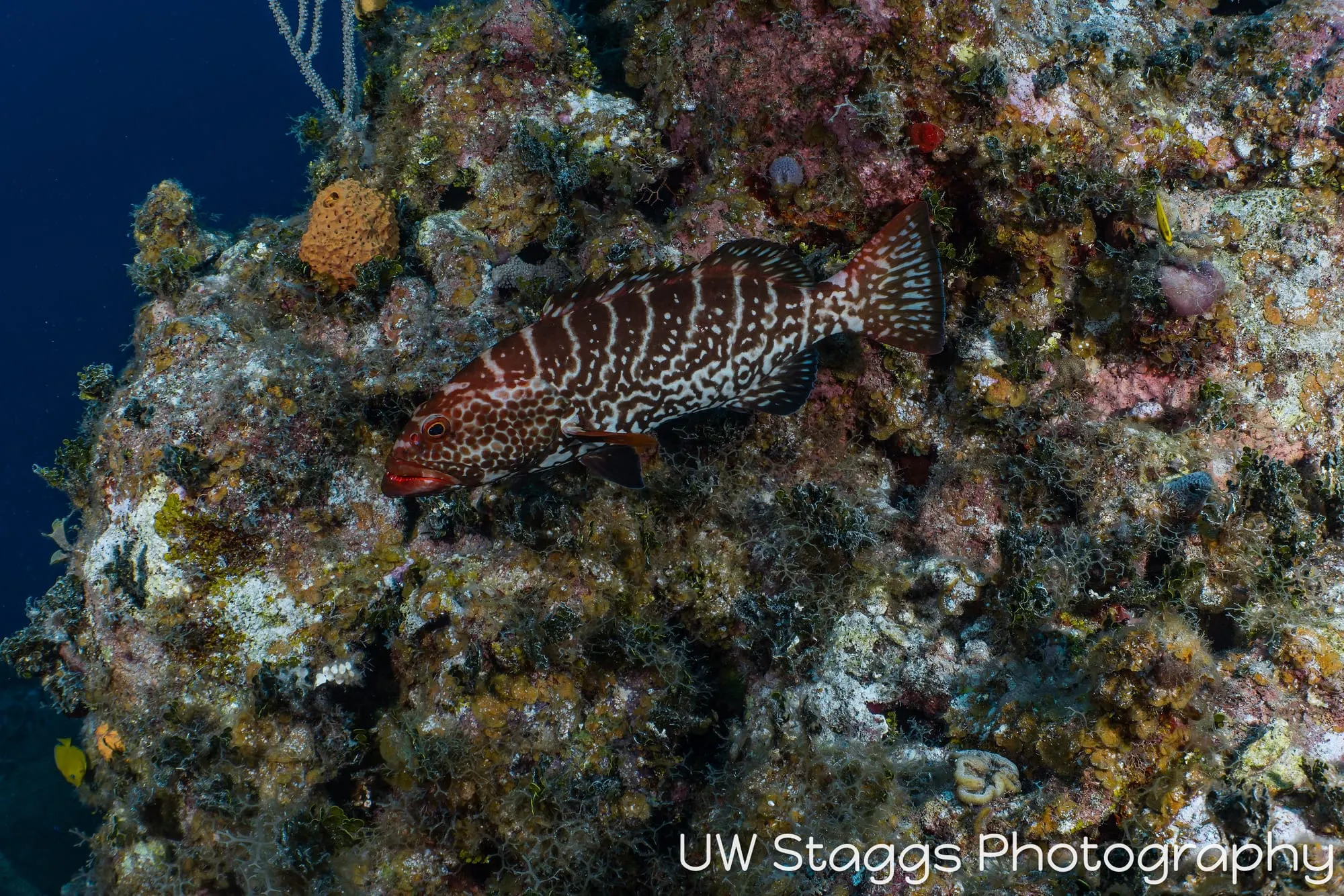 Reef Scene — Little Cayman
