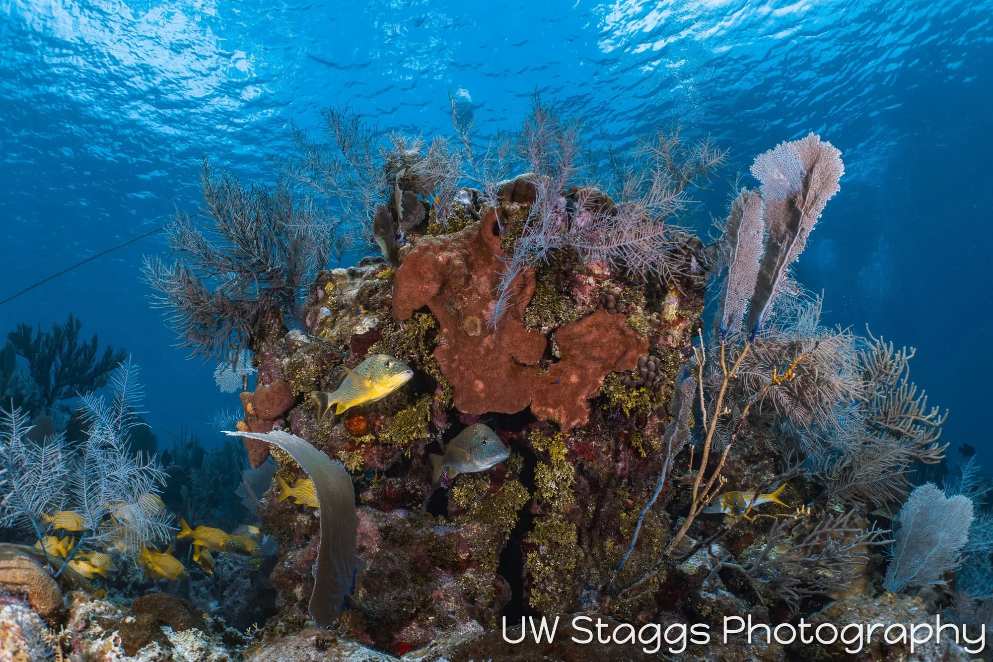 Reef Scene — Little Cayman