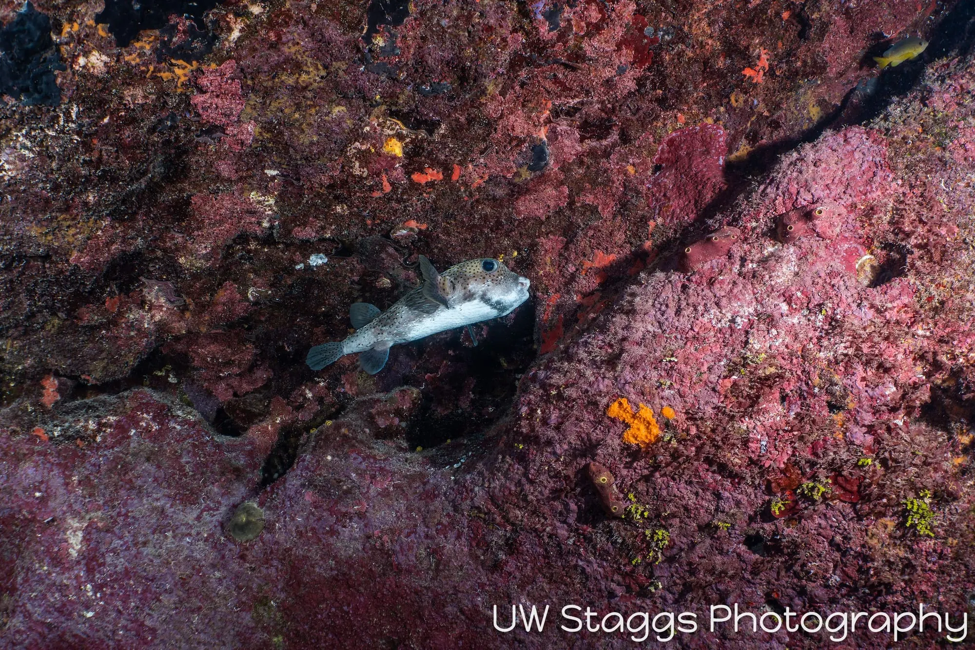 Reef Scene — Little Cayman