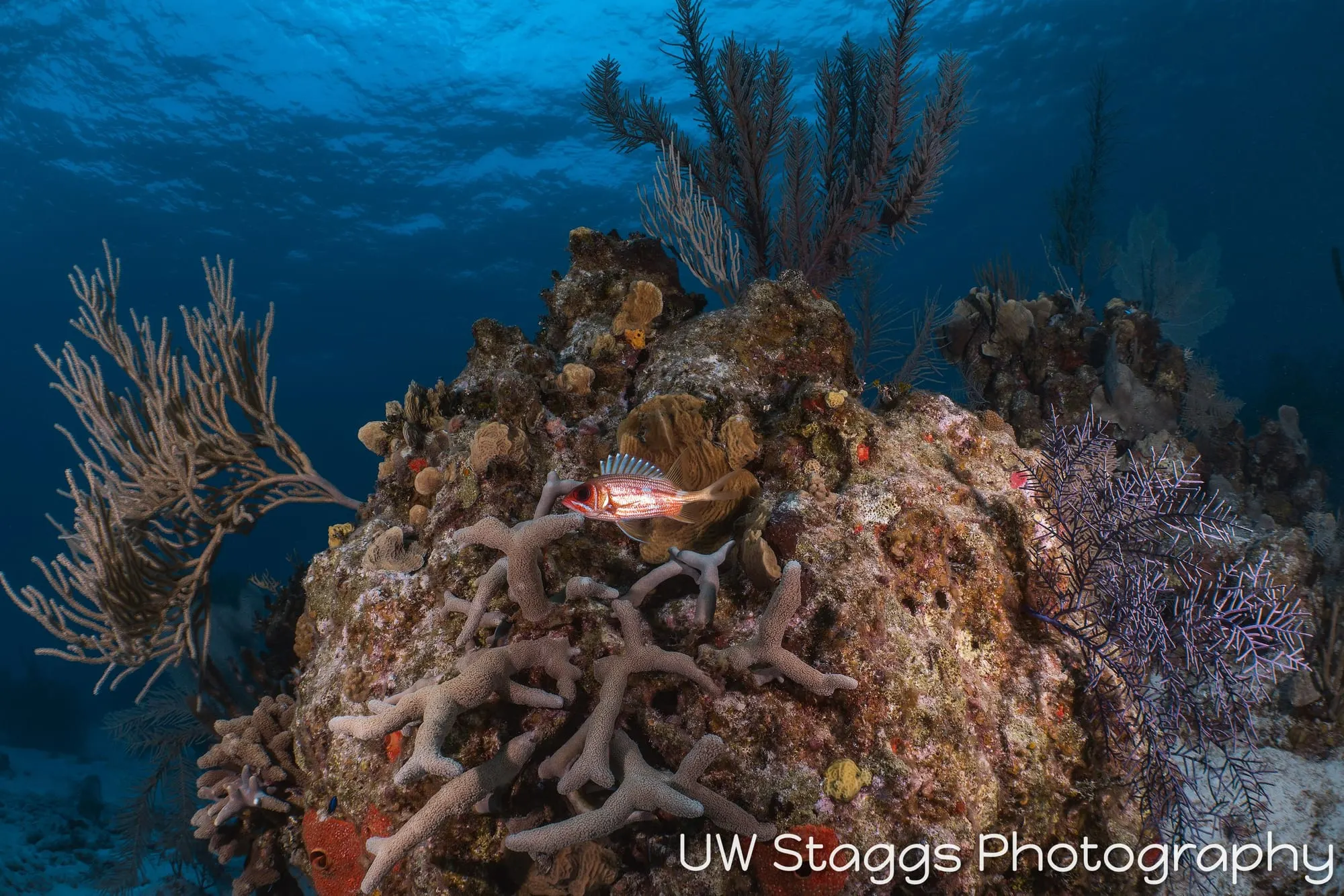 Reef Scene — Little Cayman