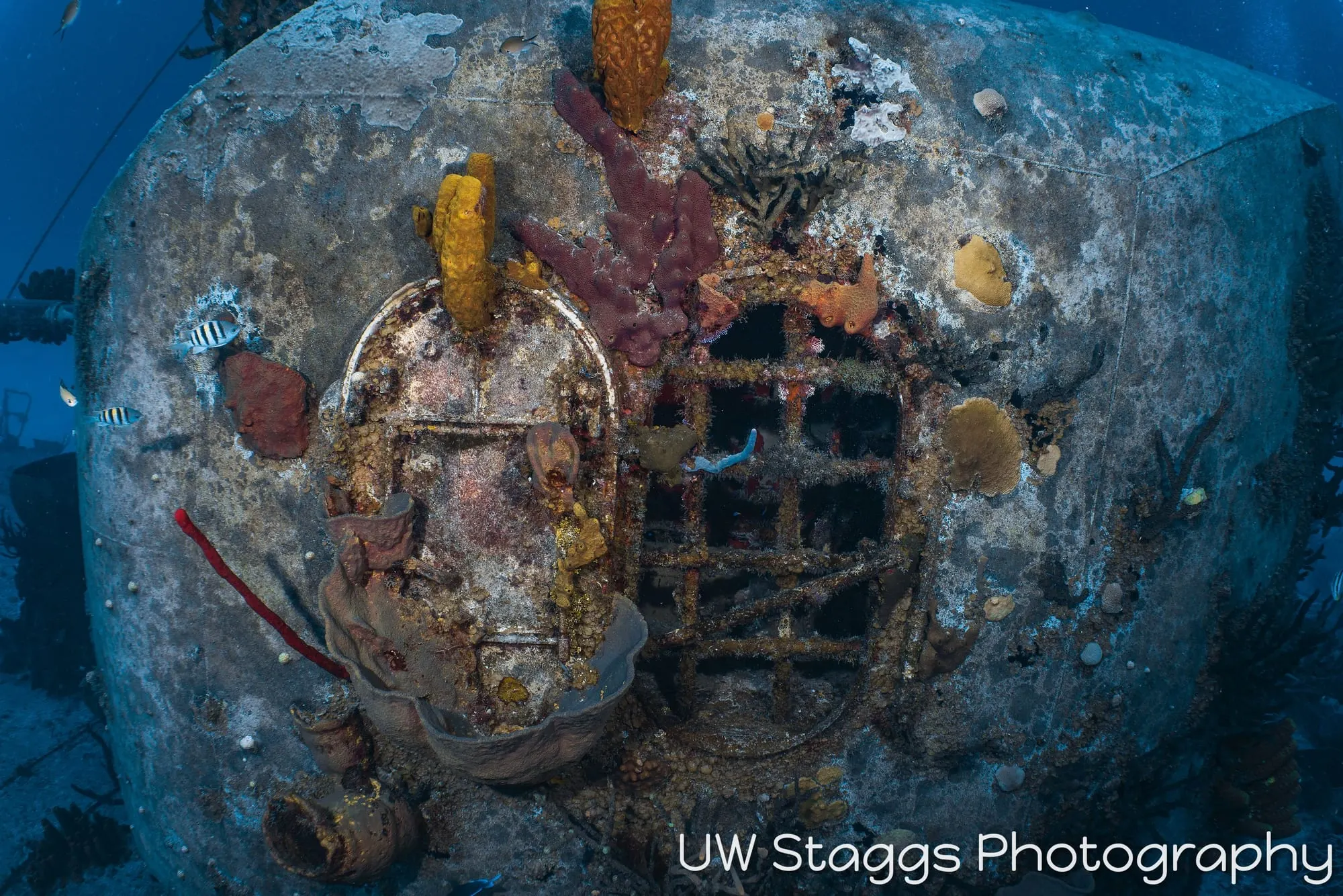 Reef Scene — Little Cayman