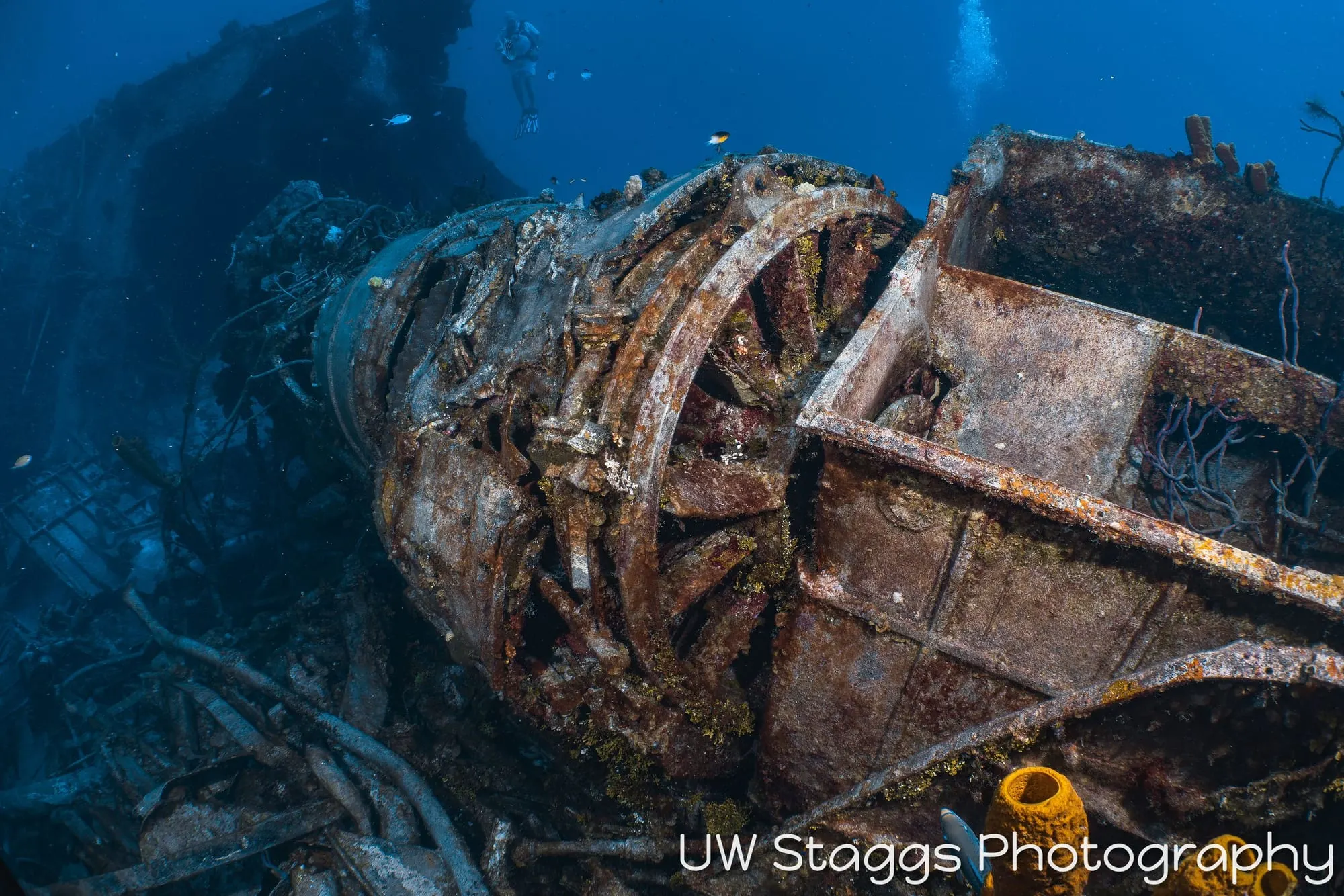 Reef Scene — Little Cayman